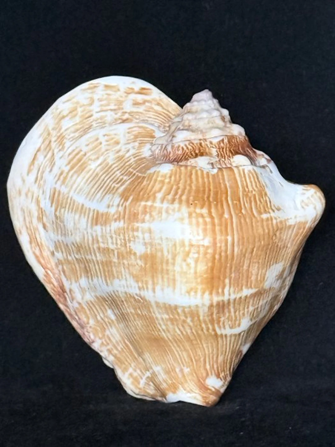 Sea Snail Sea shell - S-606 STROMBUS LATISSIMUS (No reserve price)