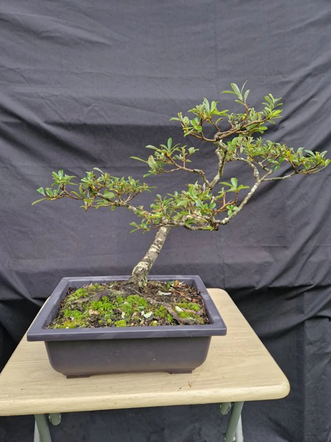 Saule - Height (Tree): 36 cm - Depth (Tree): 55 cm - France