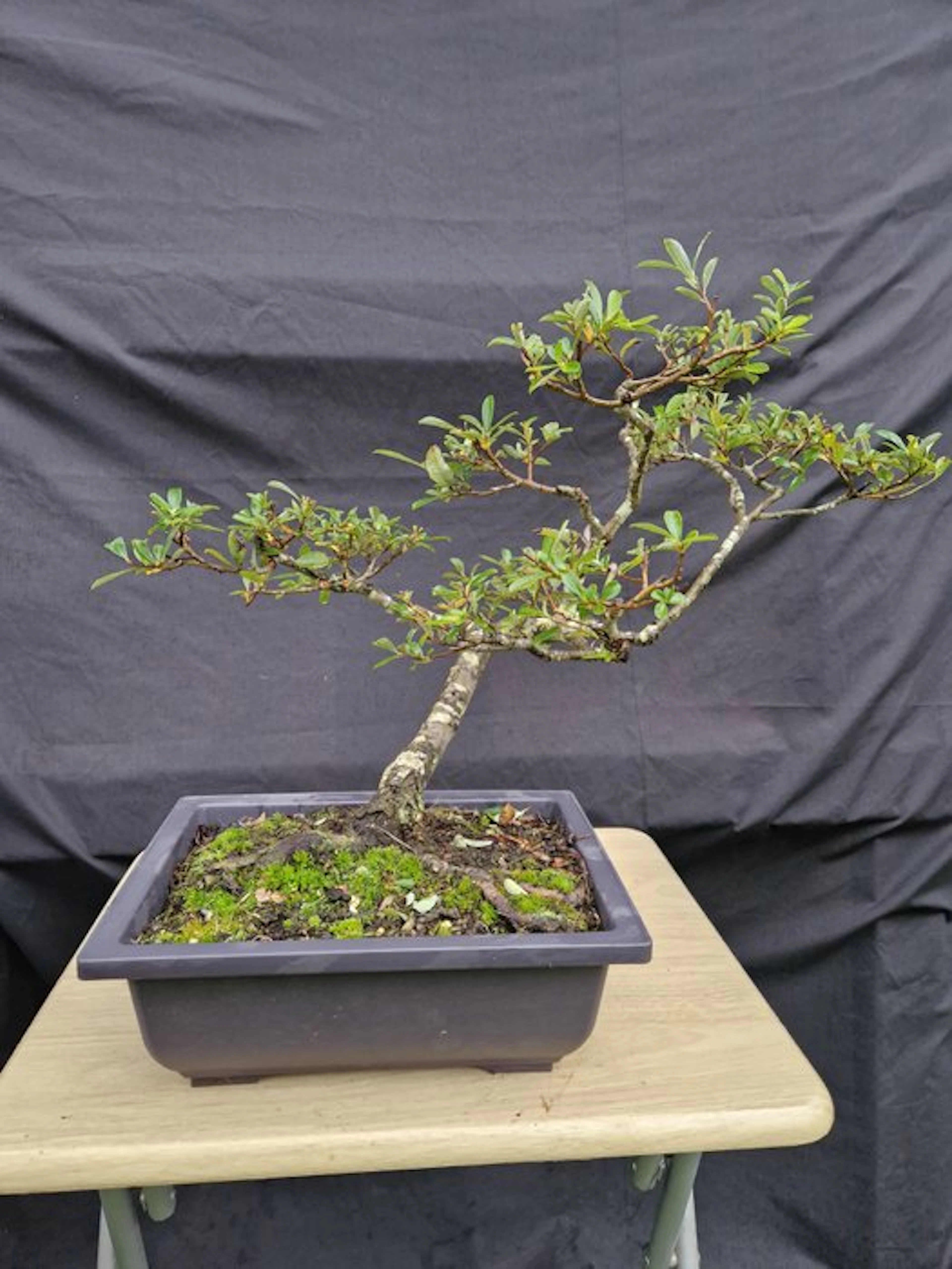Saule - Height (Tree): 36 cm - Depth (Tree): 55 cm - France