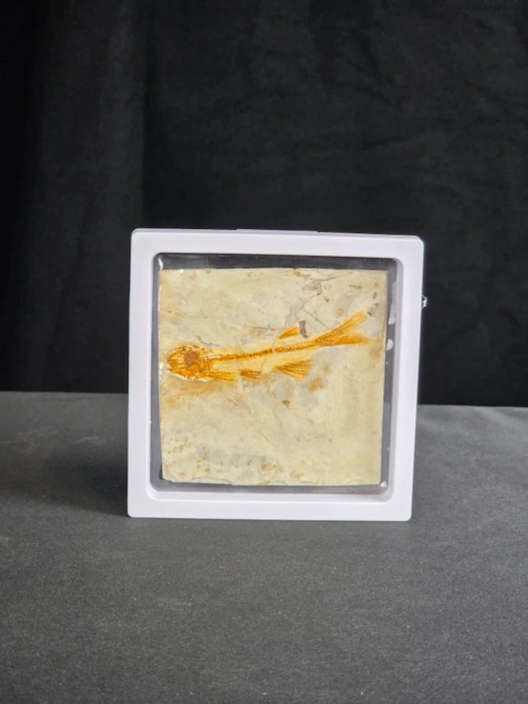Fish - Fossilised animal - Lycoptera - 11 cm (No reserve price)