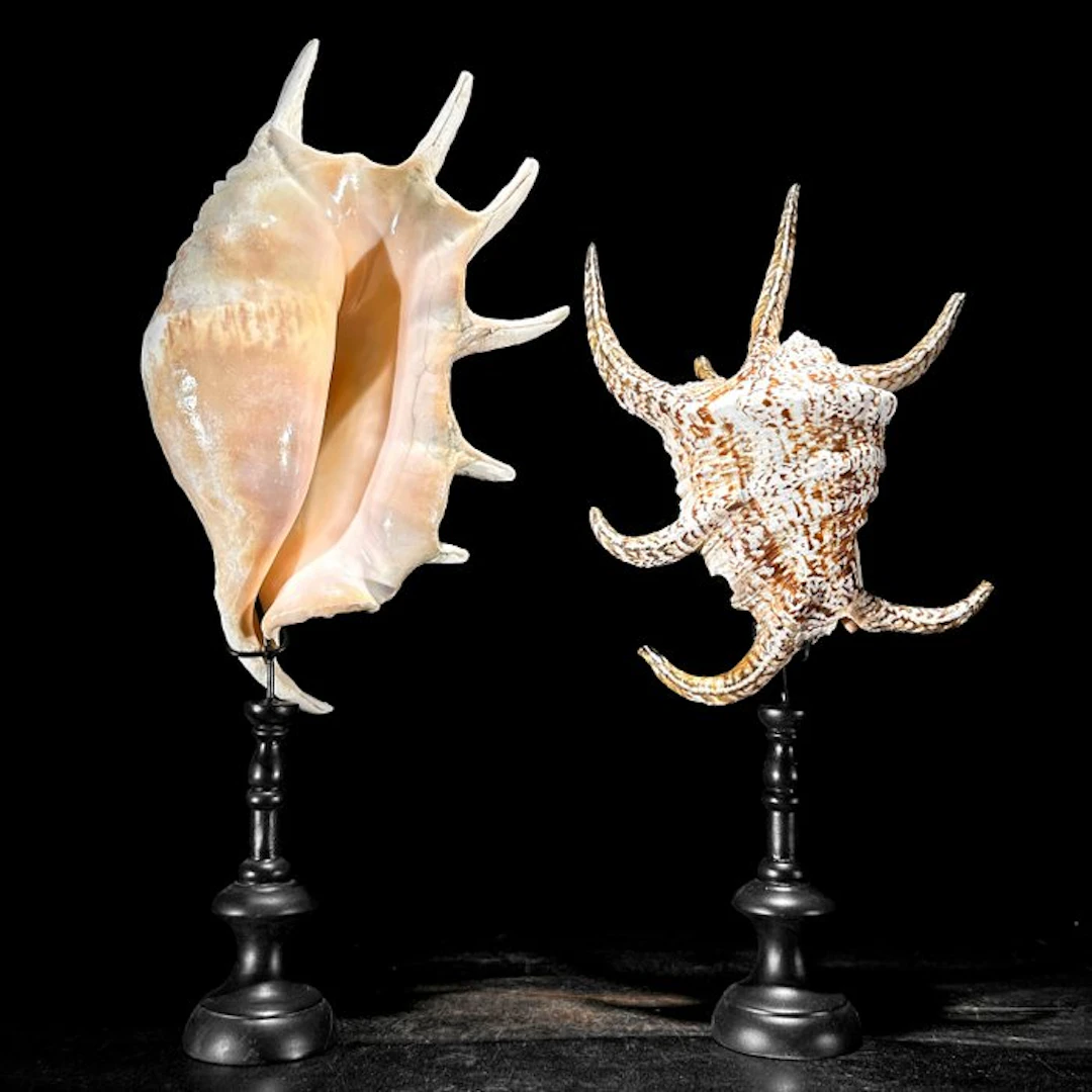 Stunning Set of Two Spider Conch Shell on custom stands...