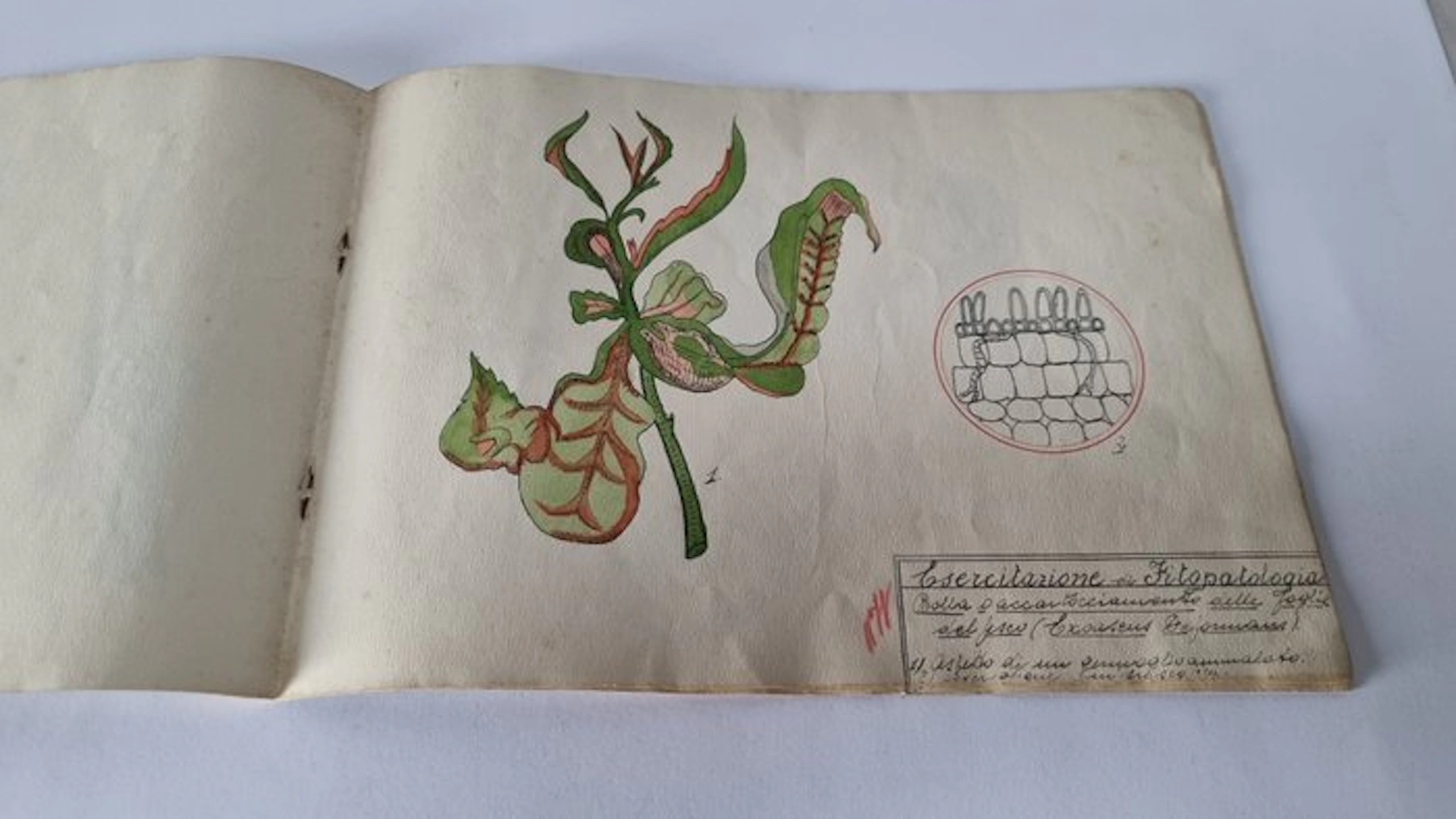 Illustrazioni dipinte a mano - Fitopatologia testo manoscritto - 1890-1920