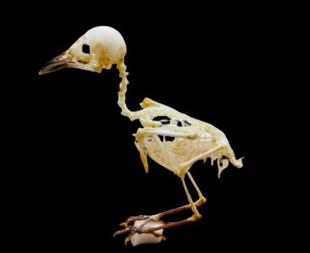 Common Iora Taxidermy full body mount - Aegithina tiphia...