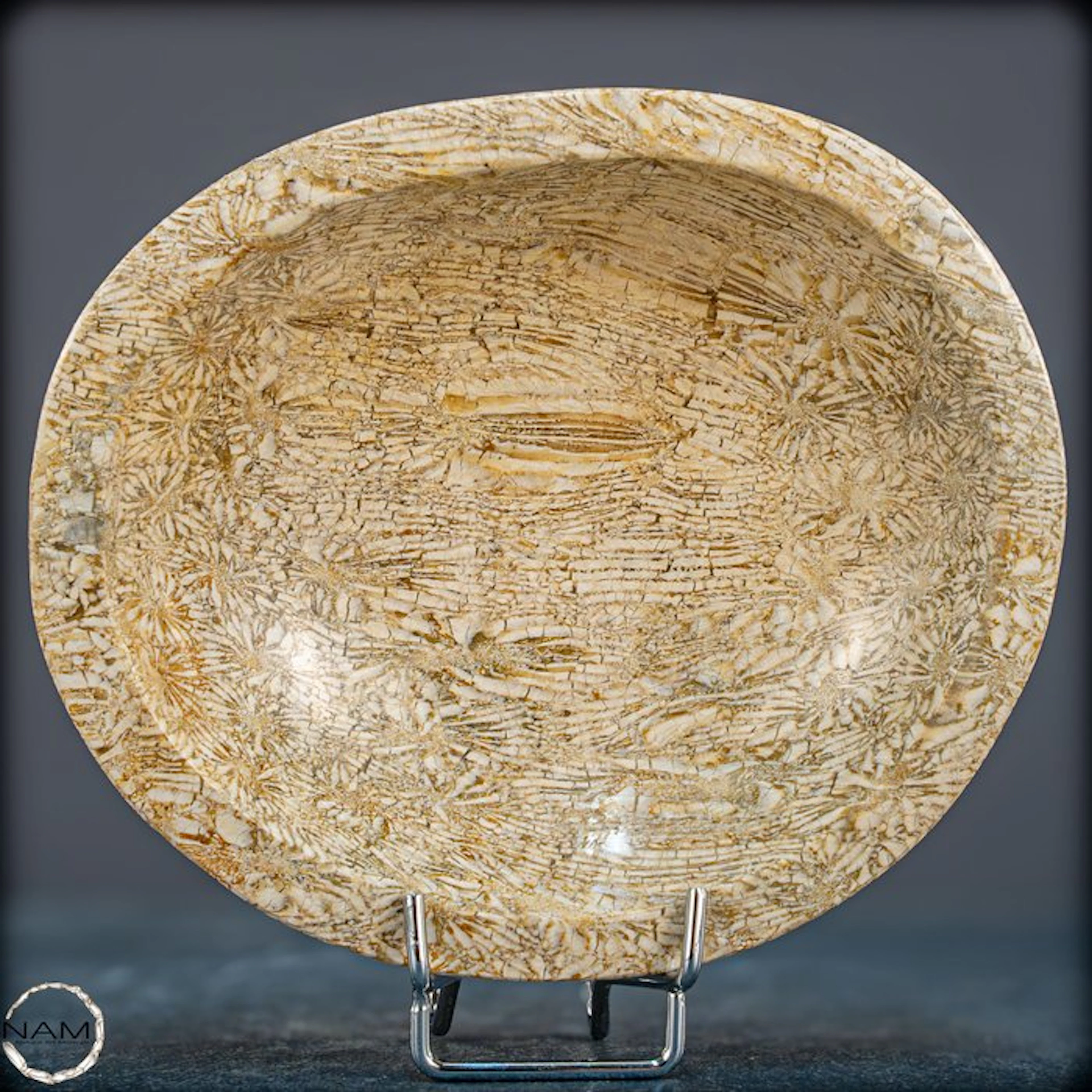 Very rare fossil coral shell from Australia- 358.55 g