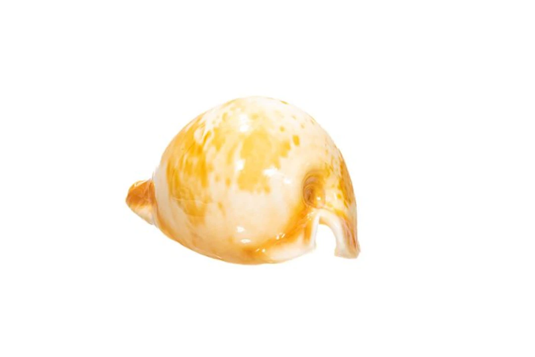 Apricot Kauri snail ║ Top specimen ┼ Collector's snail ┼...