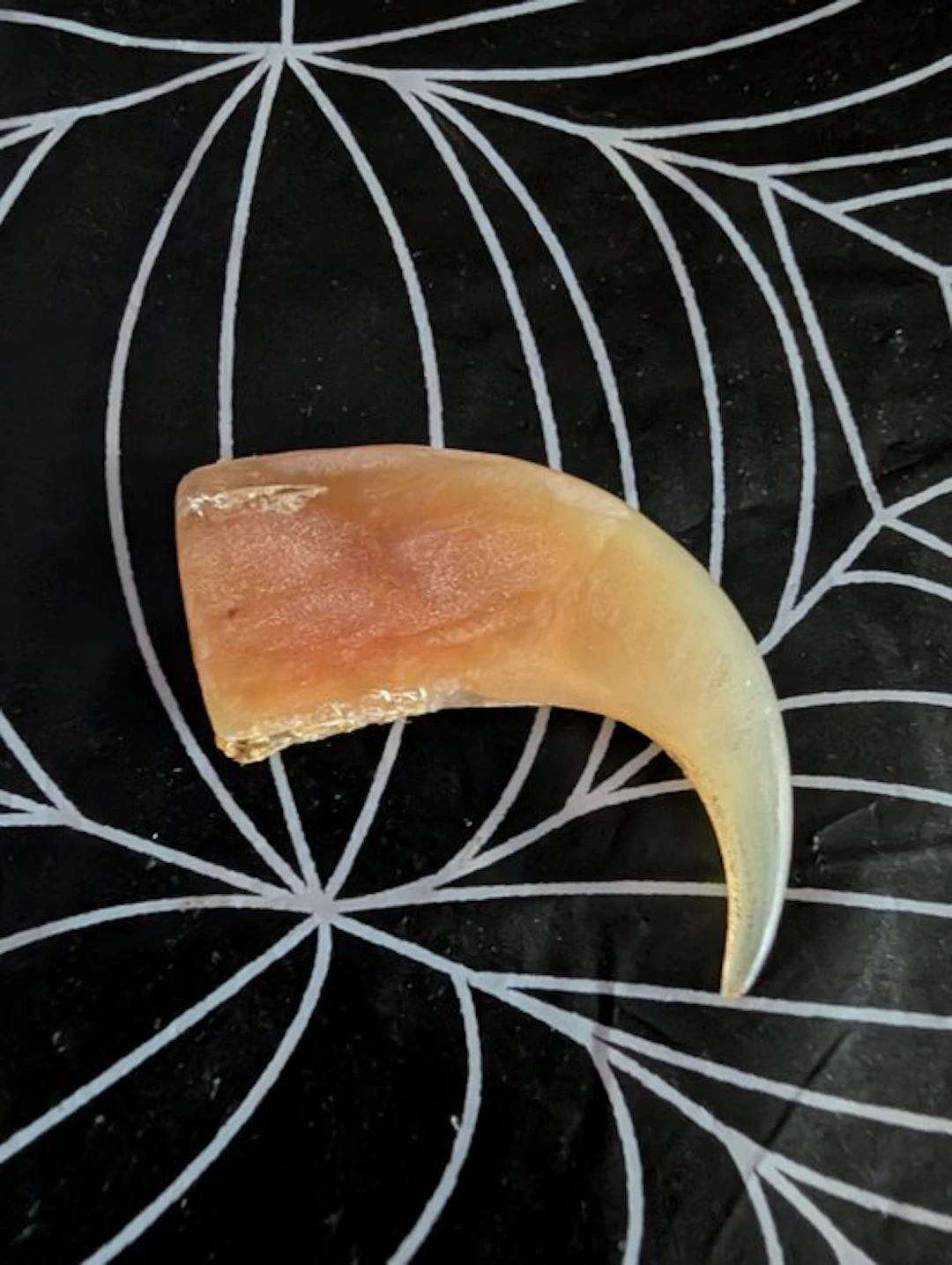 African Lion Claw Bone - Panthera leo - 4 mm - 42 mm - 5...