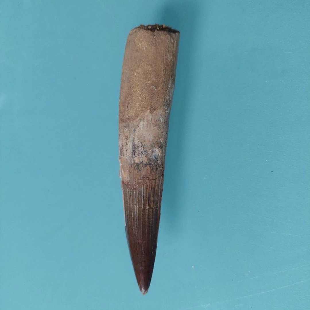 Spinosaur - Fossil tooth - 90 mm - 18 mm