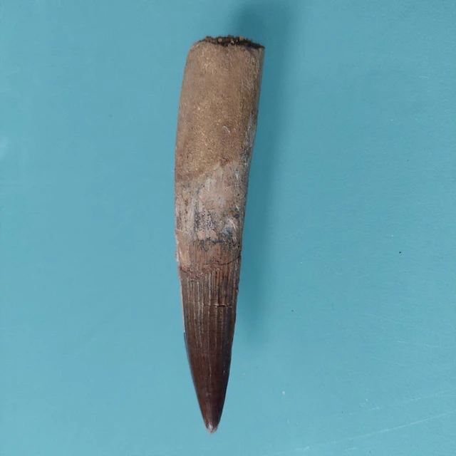 Spinosaur - Fossil tooth - 90 mm - 18 mm