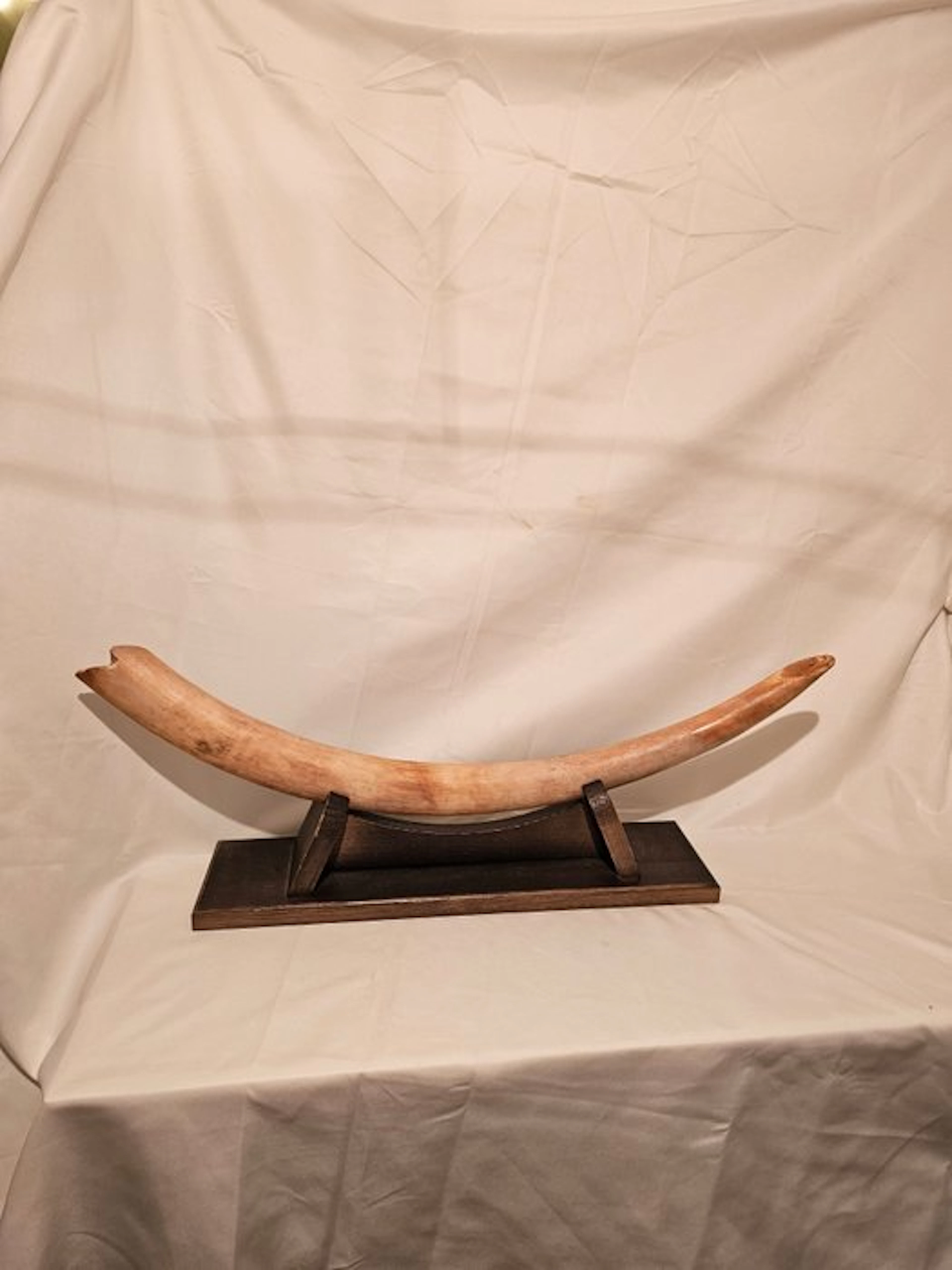 Unique top quality mammoth ivory slaughter product!!!...