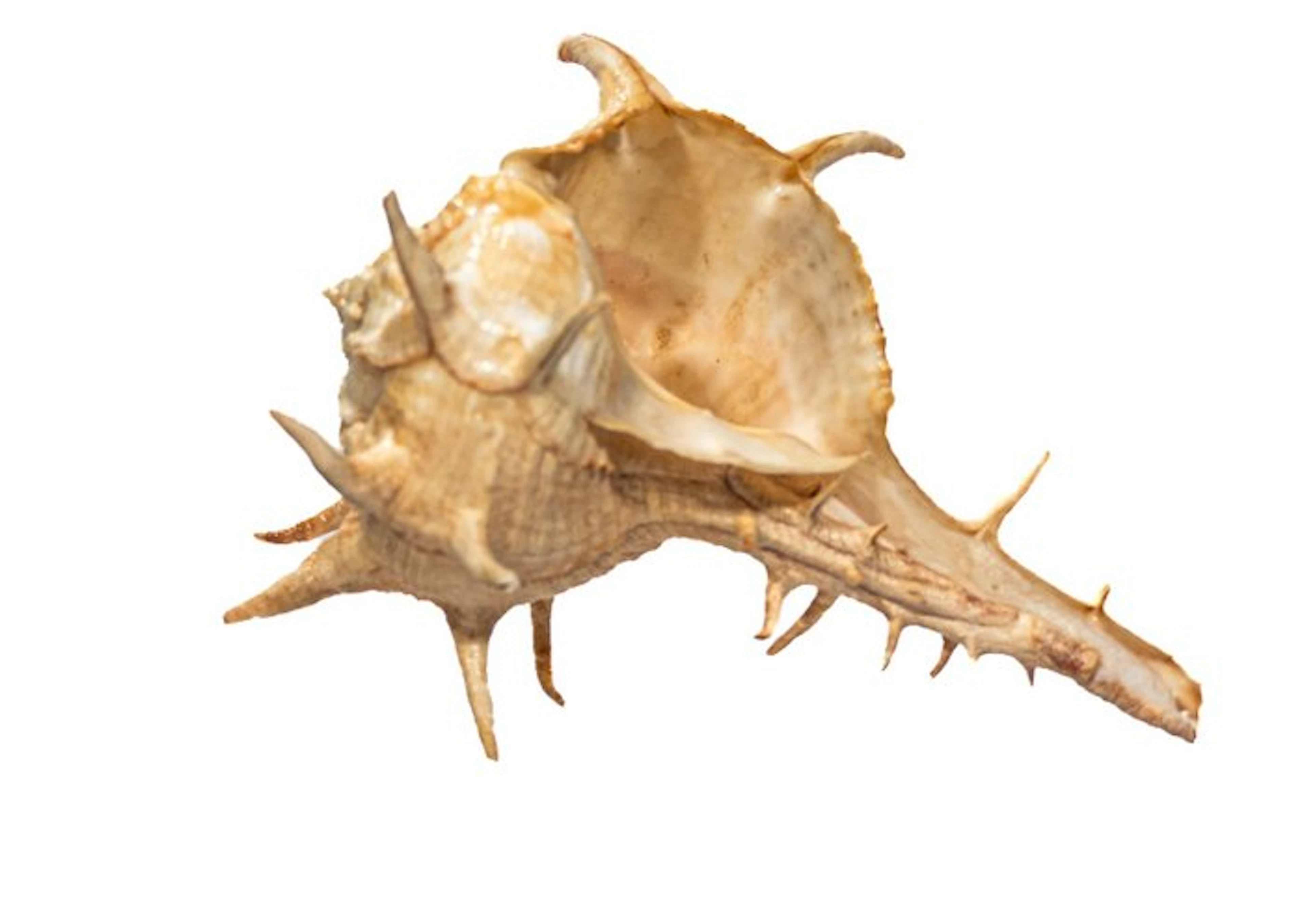 Massive African spiny snail: Architectural beauty meets armored marine life
