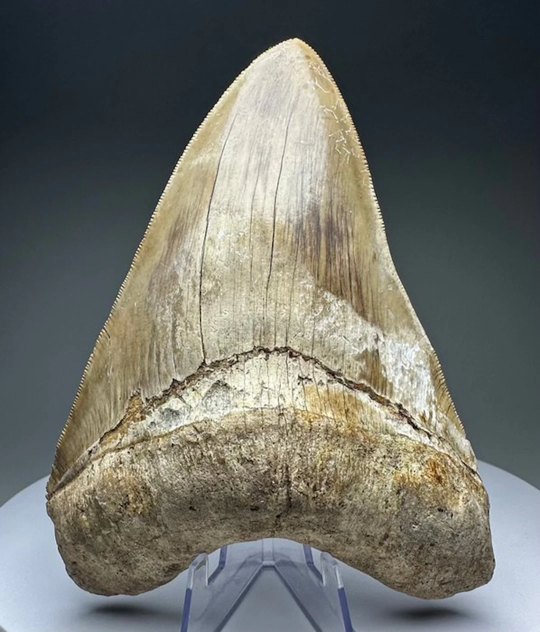 Megalodon - Fossil tooth - 14 cm - 10 cm
