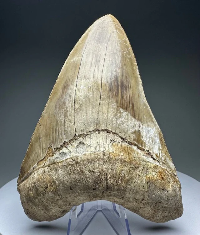 Megalodon - Fossil tooth - 14 cm - 10 cm