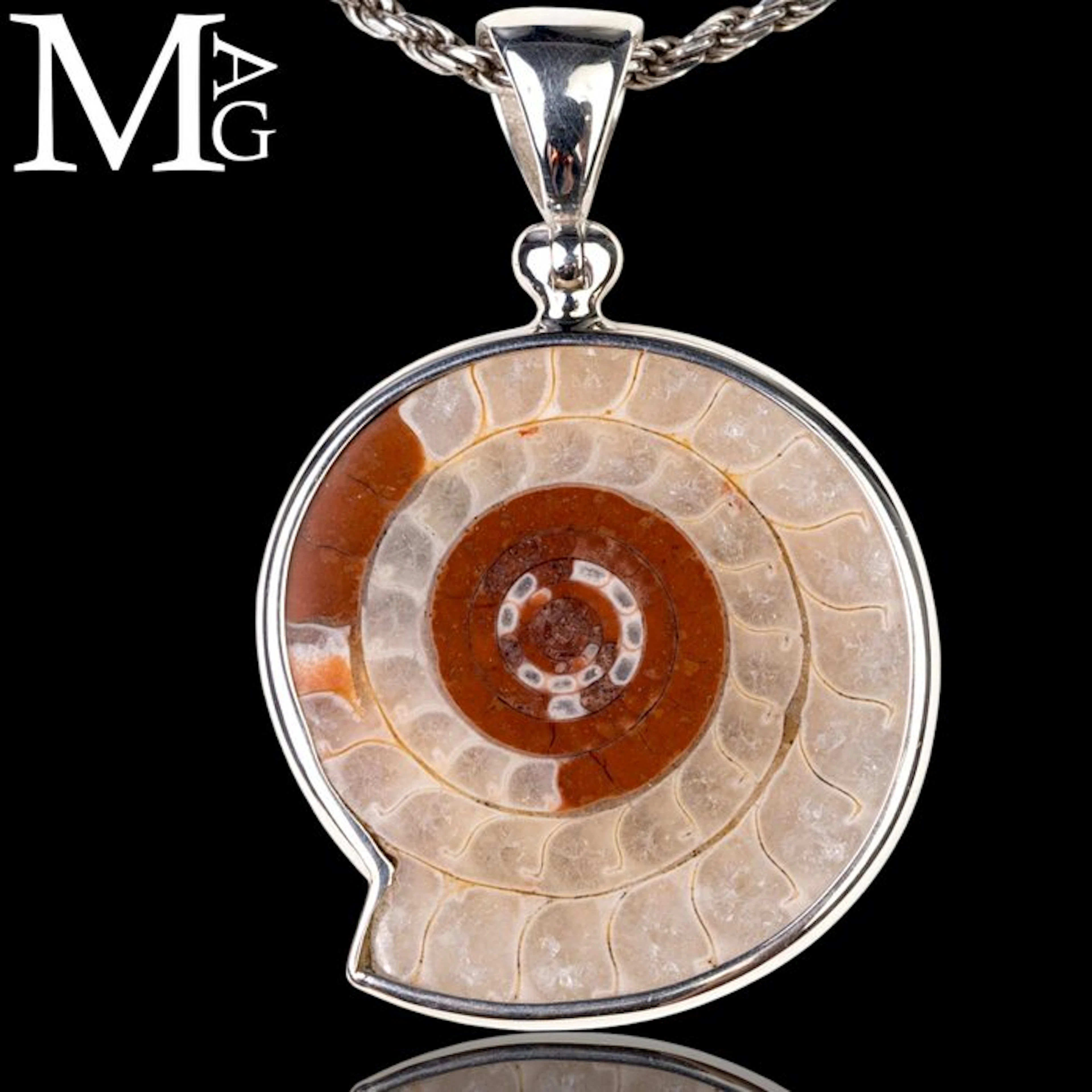 Fossil Ammonite - Metalegoceras Hudsoni A Jurassic...
