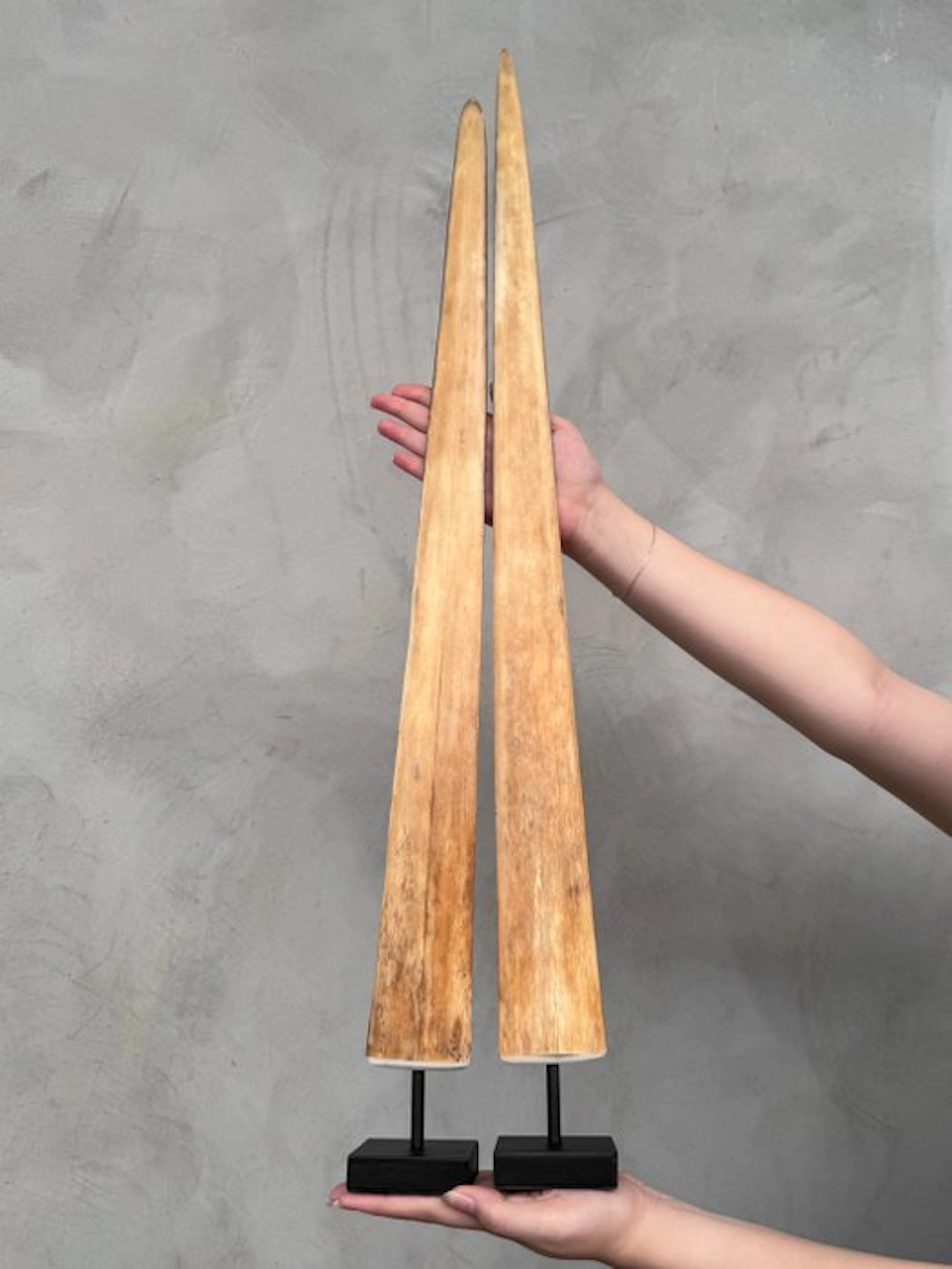 NO RESERVE PRICE - Stunning pair of Swordfish Tusks...