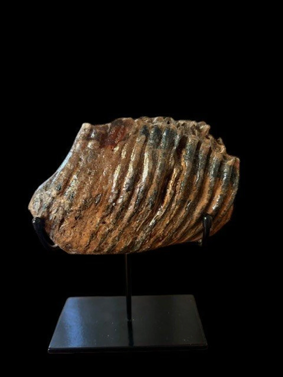 Woolly Mammoth - Fossil molar - 19 cm - 13 cm