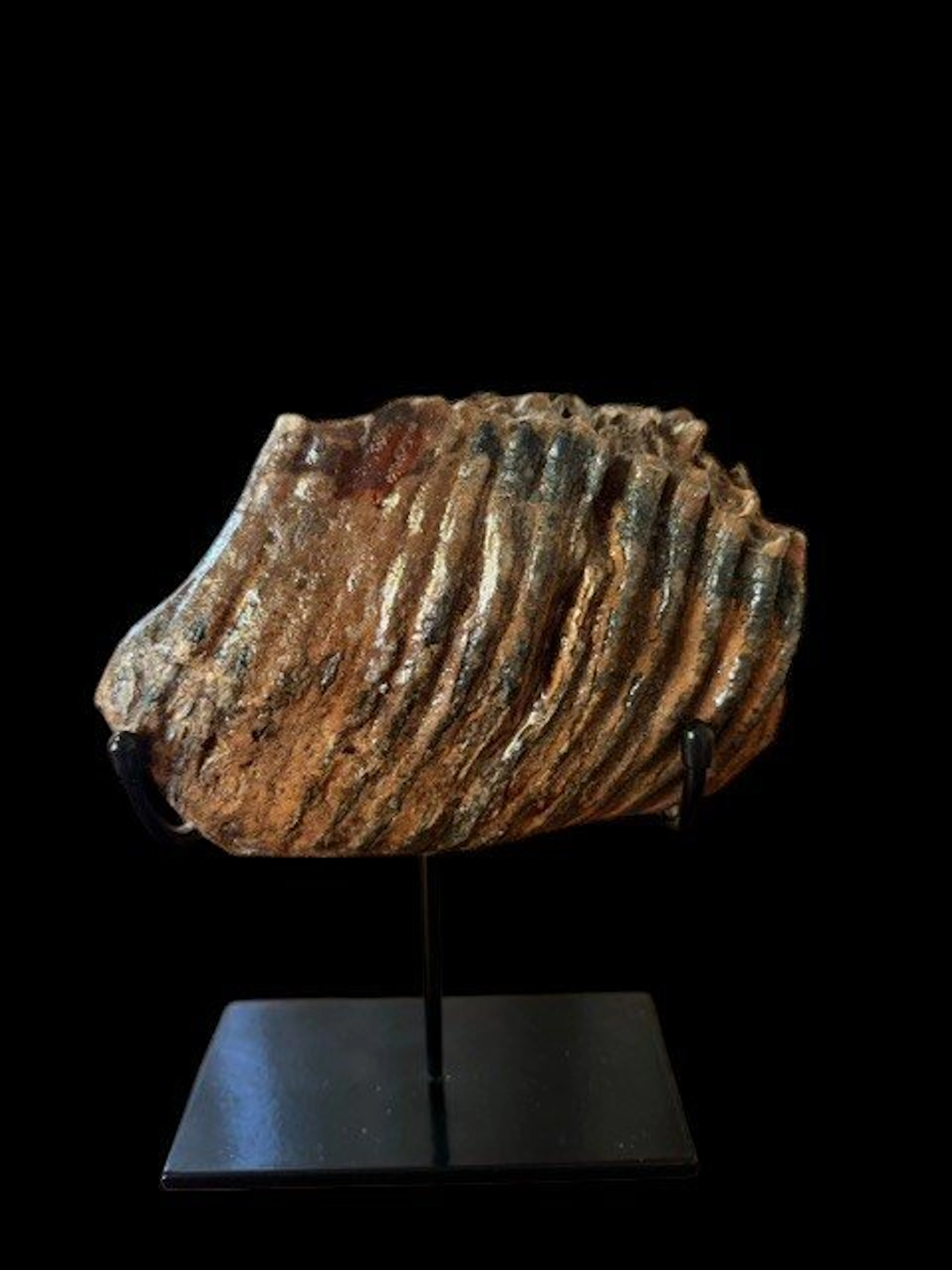 Woolly Mammoth - Fossil molar - 19 cm - 13 cm