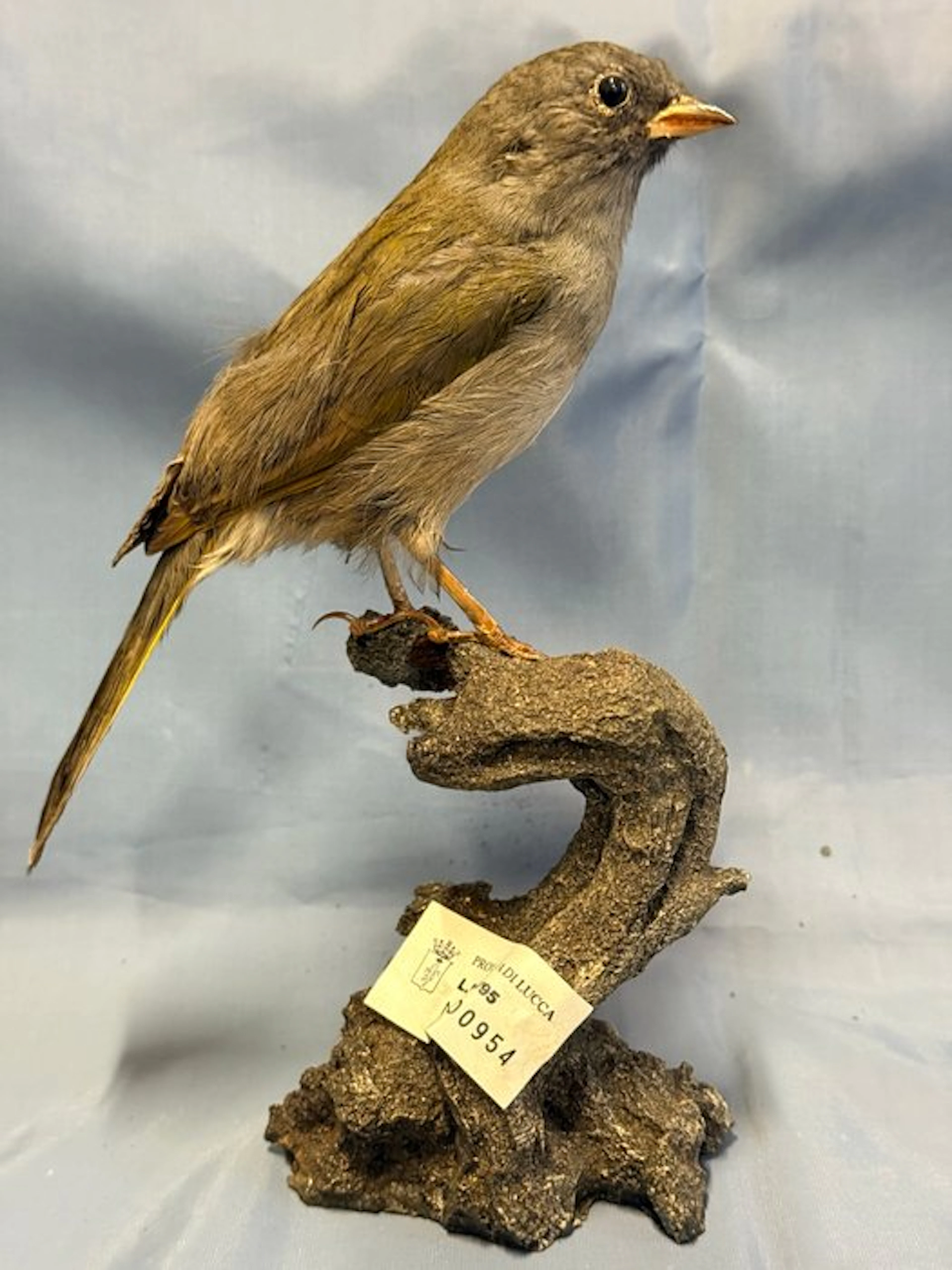 Greater Finch of the Pampas Taxidermy full body mount...
