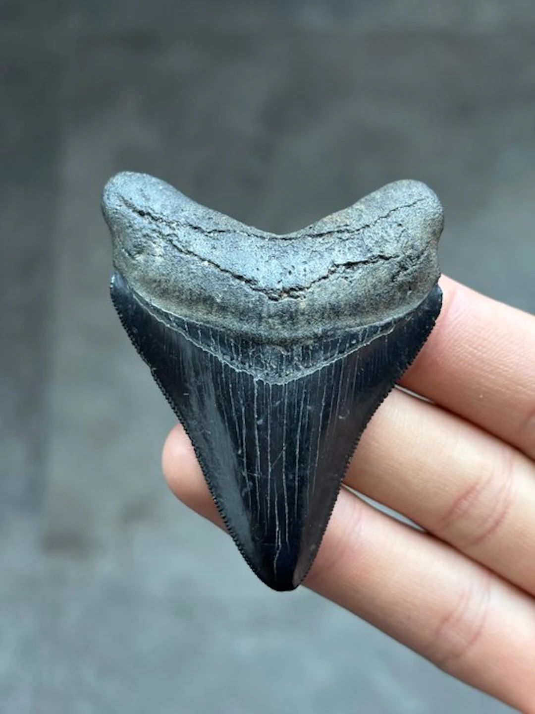Megalodon - Fossil tooth - Otodus Megalodon - 7.1 cm