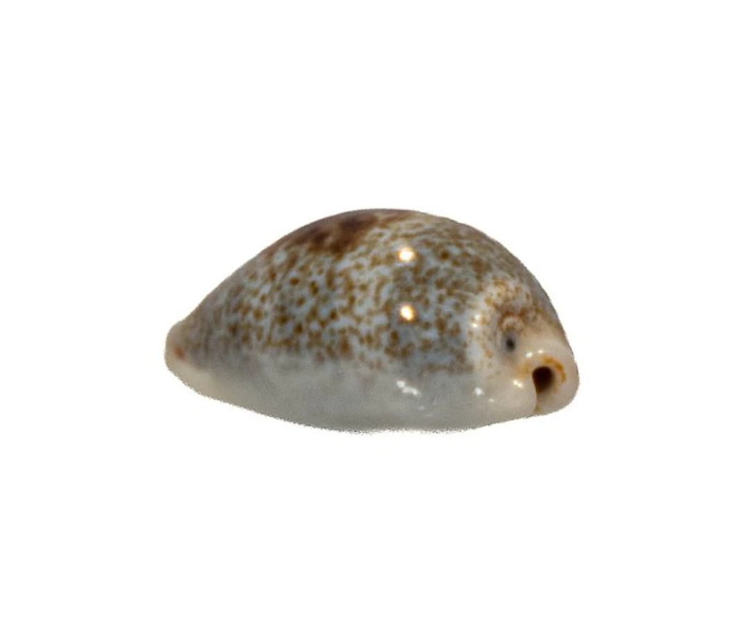 Cypraea cylindrica 24mm GEM | Gem specimen Cylinder-Kauri...