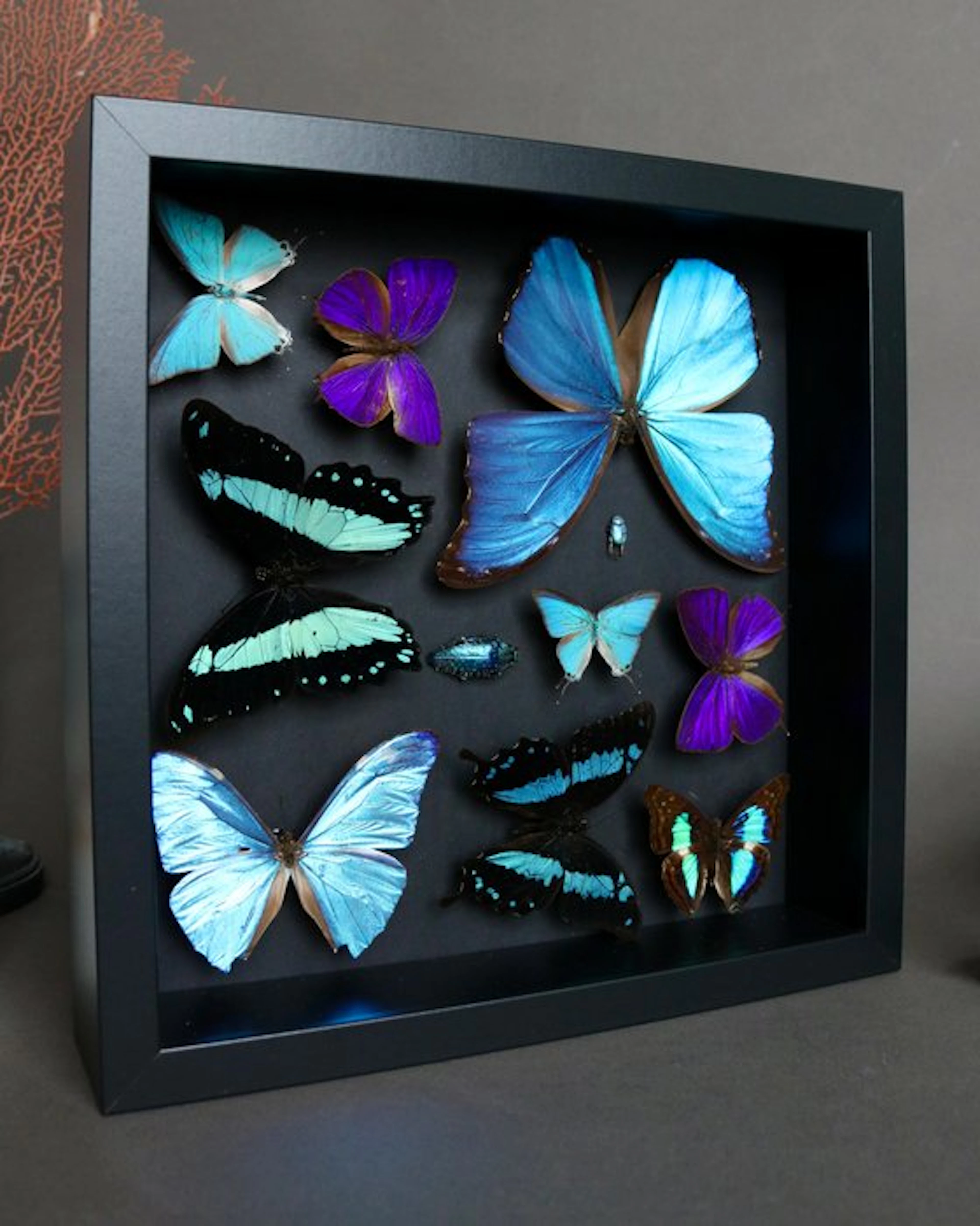 Butterfly Taxidermy full body mount - Arhopala hercules/...