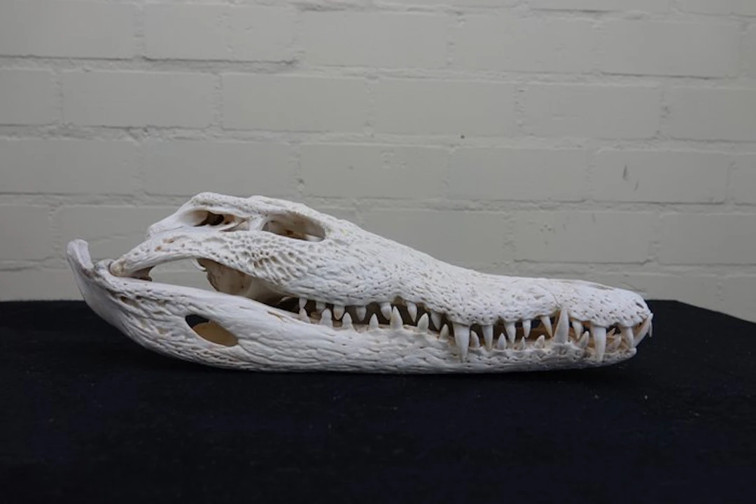 Nile Crocodile 40 cm Skull - Crocodylus niloticus (with...