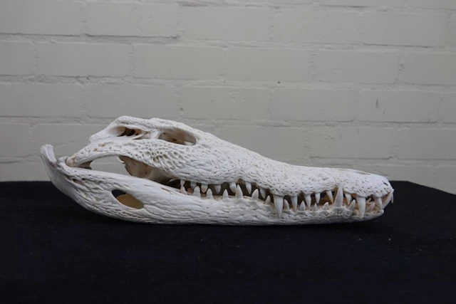 Nile Crocodile 40 cm Skull - Crocodylus niloticus (with...