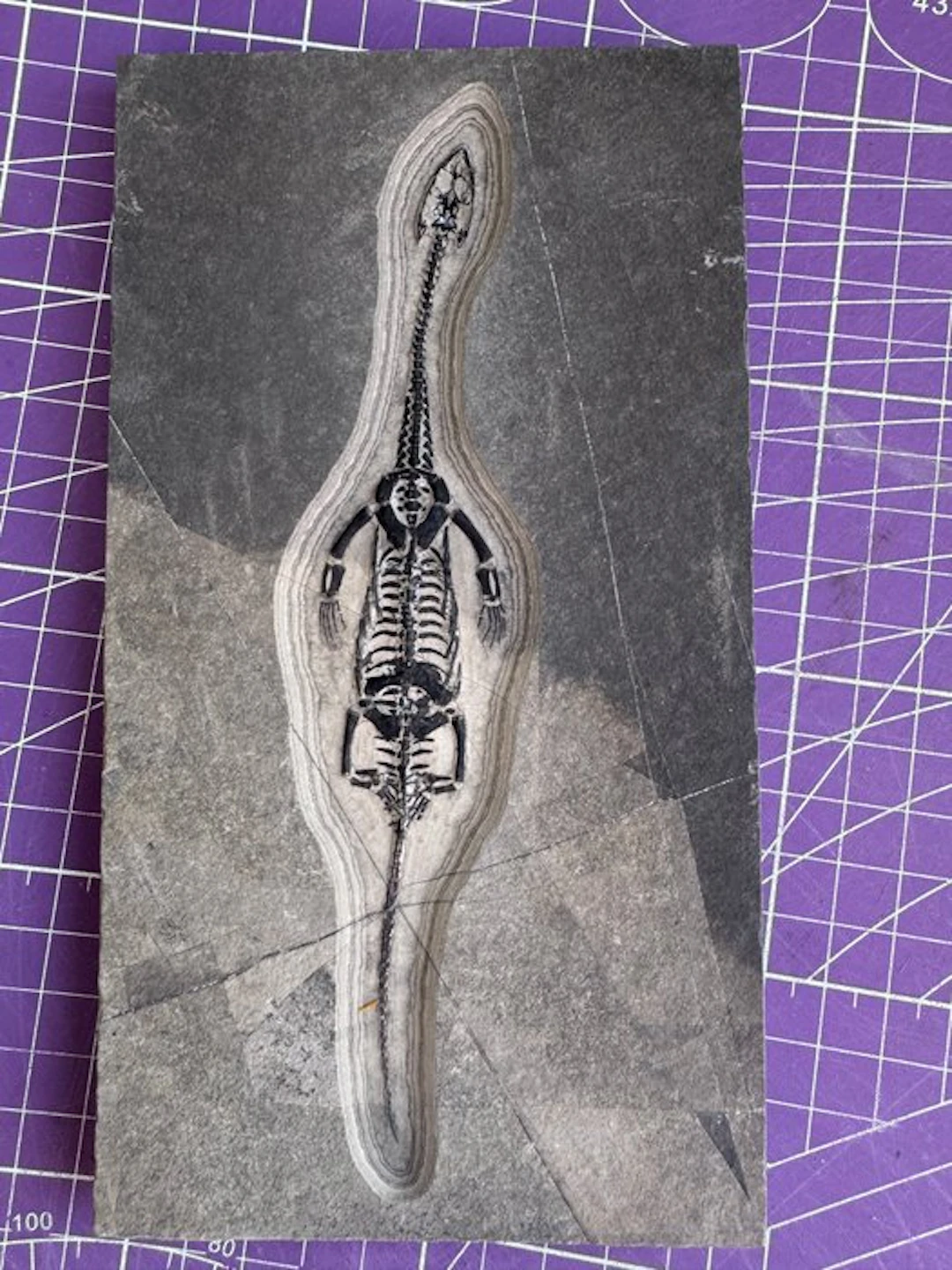 Fossil reptile: Keichousaurus - a rare testimony from the...