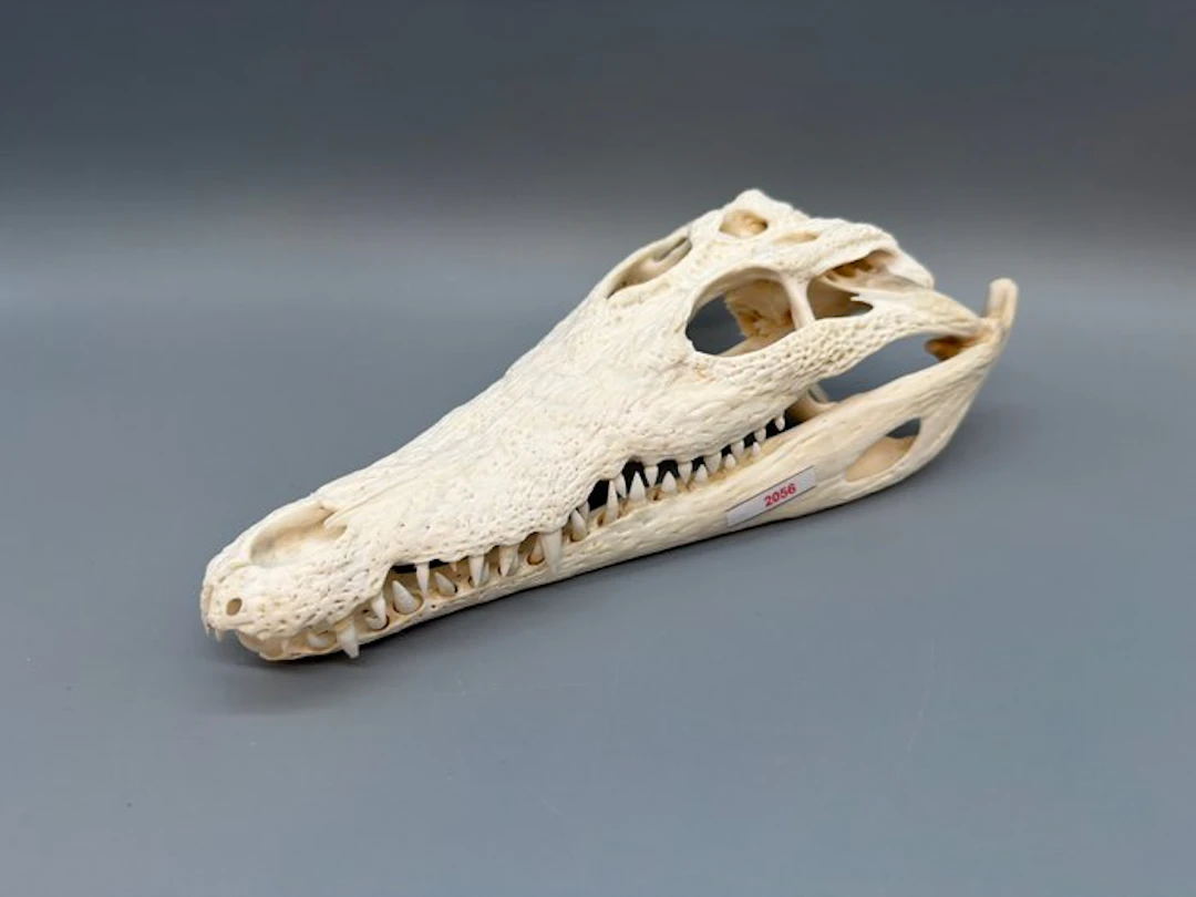 Nile Crocodile Reptile skull - Crocodylus niloticus - 7...