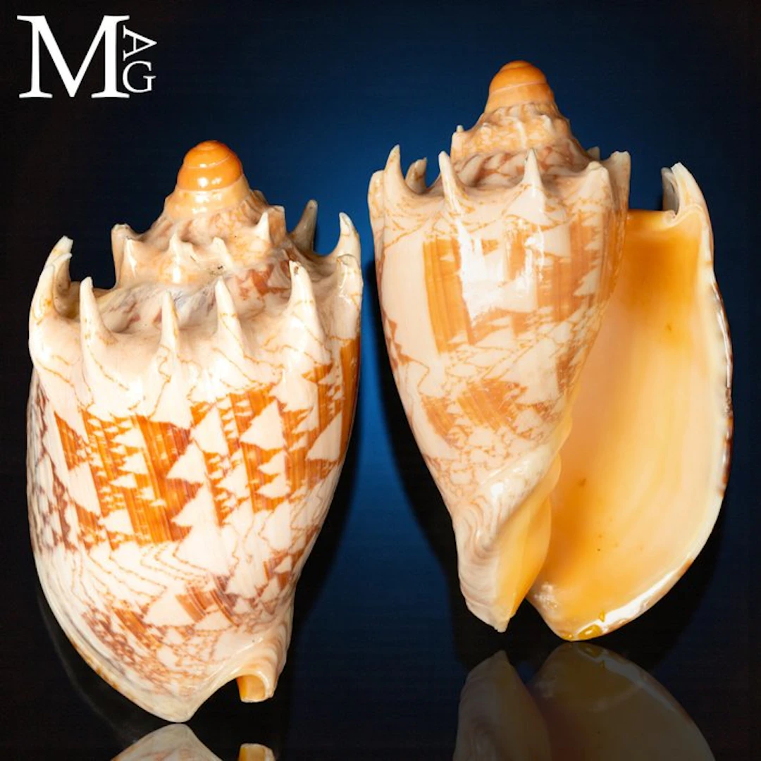 Cymbiola imperialis – Volutidae - Height: 119.5 mm - Width: 69 mm- 184 g