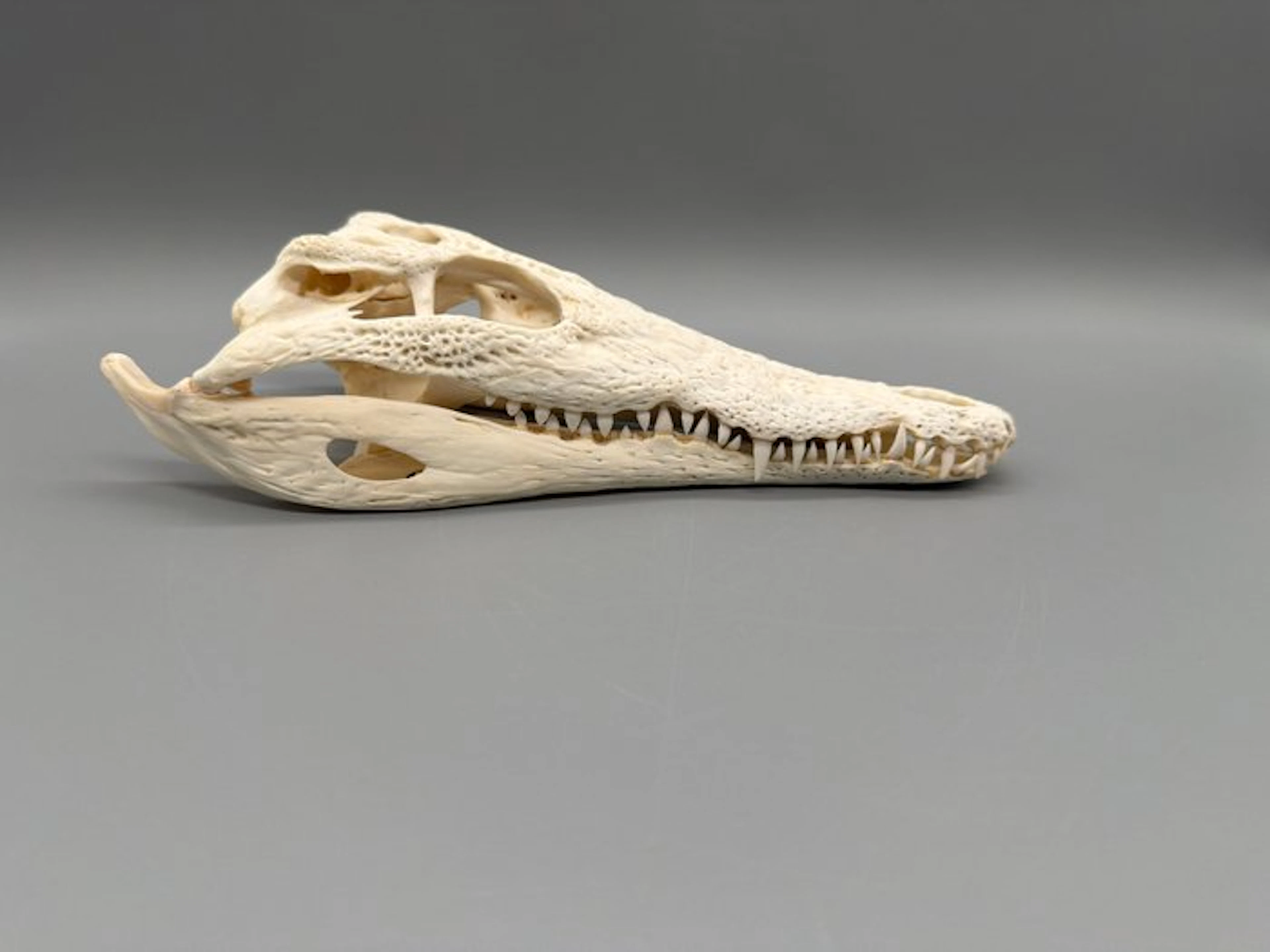 Nile Crocodile Skull - Crocodylus niloticus - 6 cm - 11...