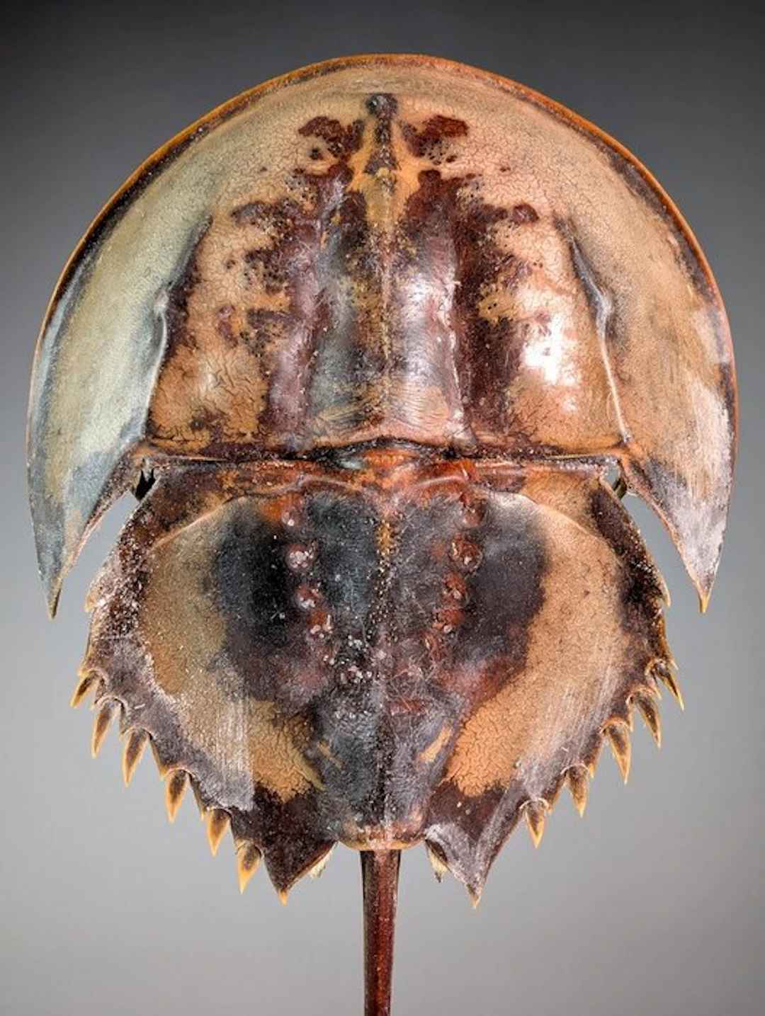 Mangrove Horseshoe Crab Carapace - Carcinoscorpius...