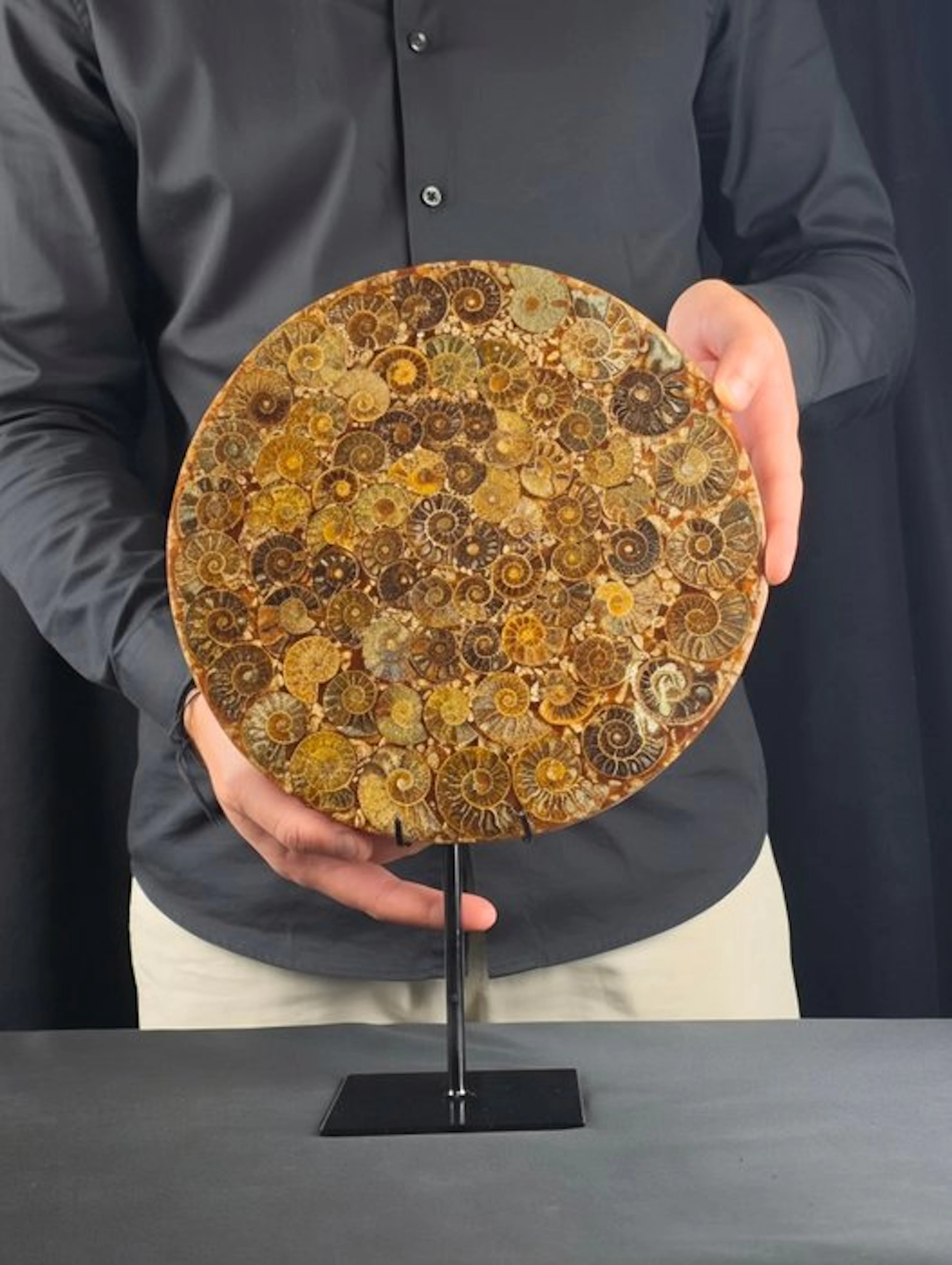 Ammonite - Fossilised animal - Aioloceras (Cleoniceras) sp