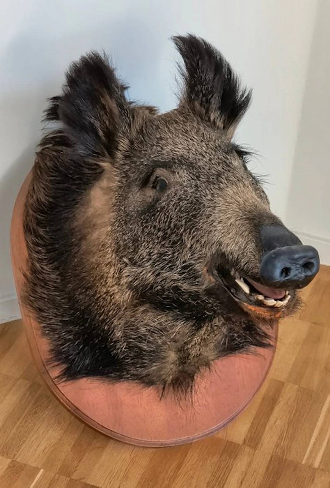 Wild Boar Taxidermy wall mount - Suscrofa - 60 cm - 50 cm - 35 cm