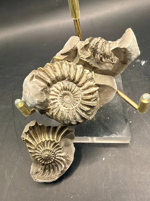 Ammonite - Fossilised animal - Pleuroceras - 6.7 cm (No reserve price)