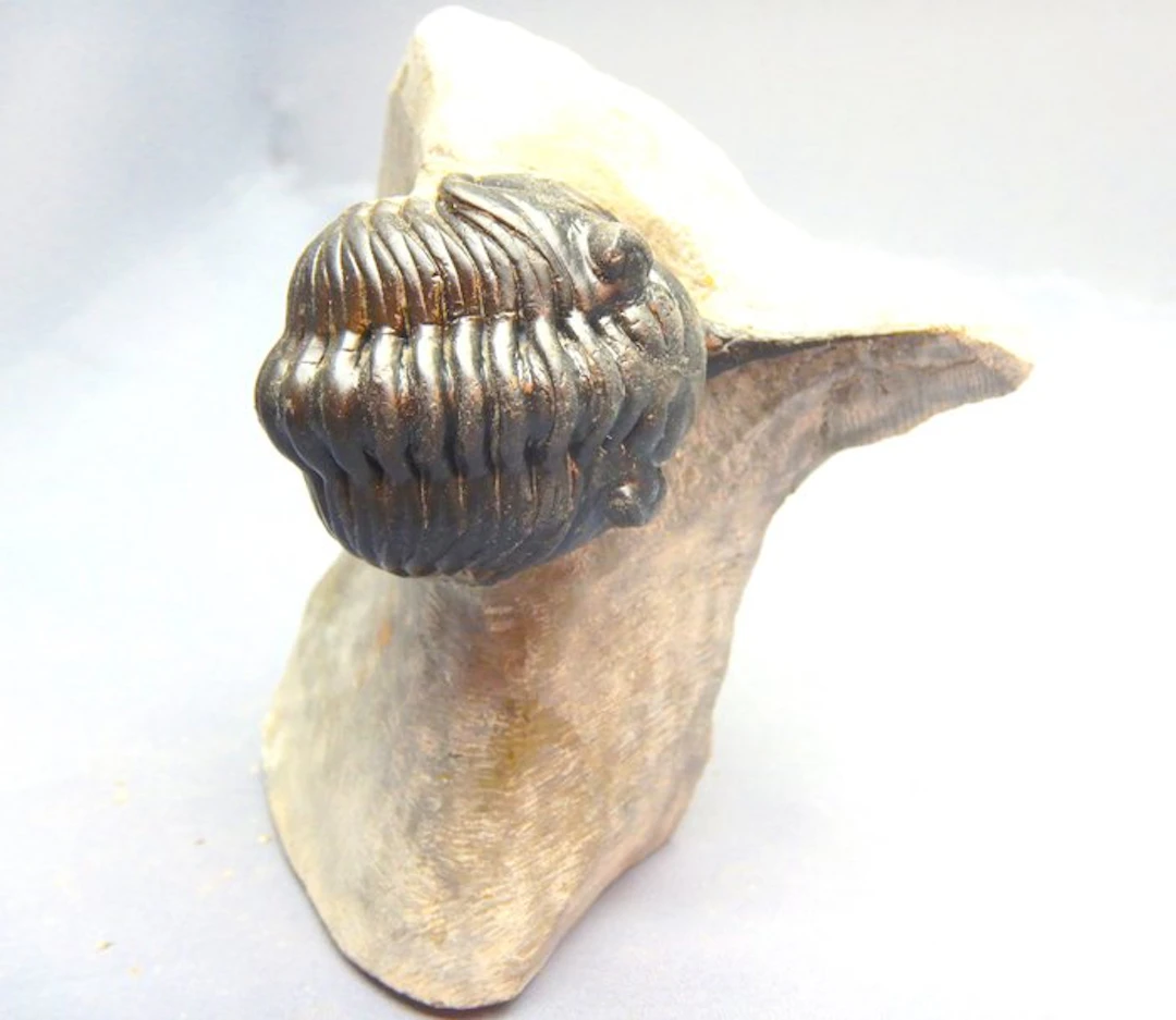 Trilobite - Fossil skeleton - Morocconites Malladoides - 7 cm - 1 cm