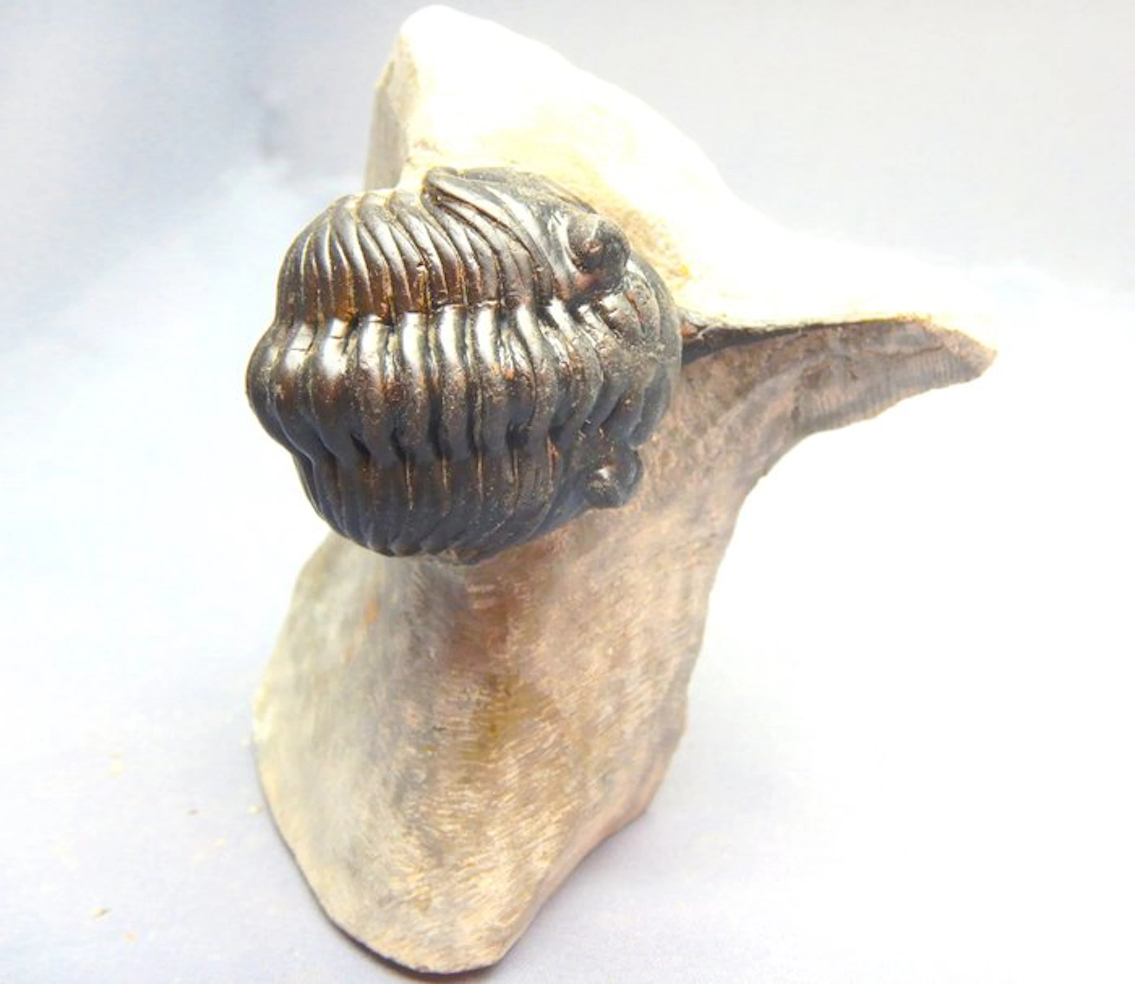 Trilobite - Fossil skeleton - Morocconites Malladoides - 7 cm - 1 cm
