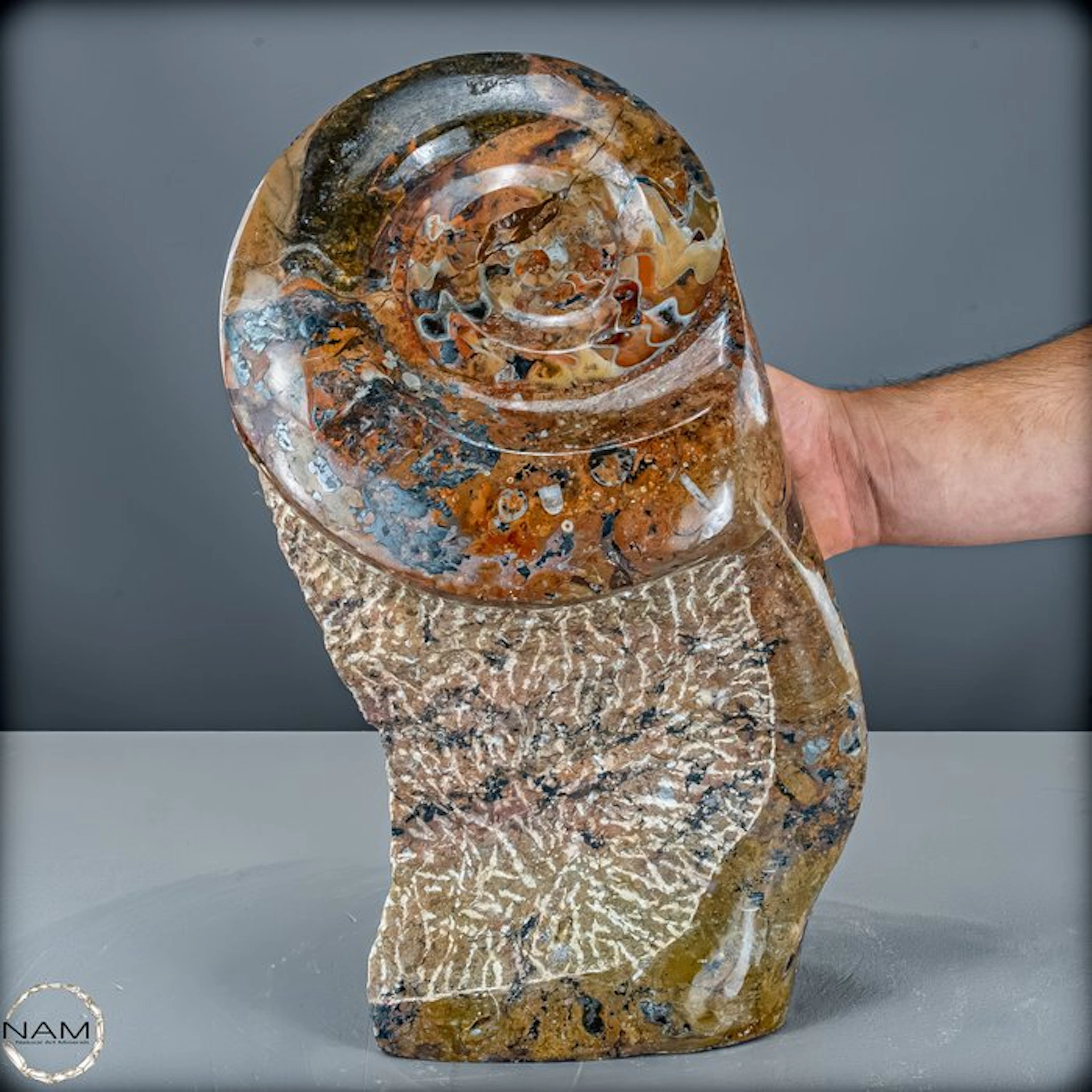 Fascinating goniatite freeform – millions of years of...