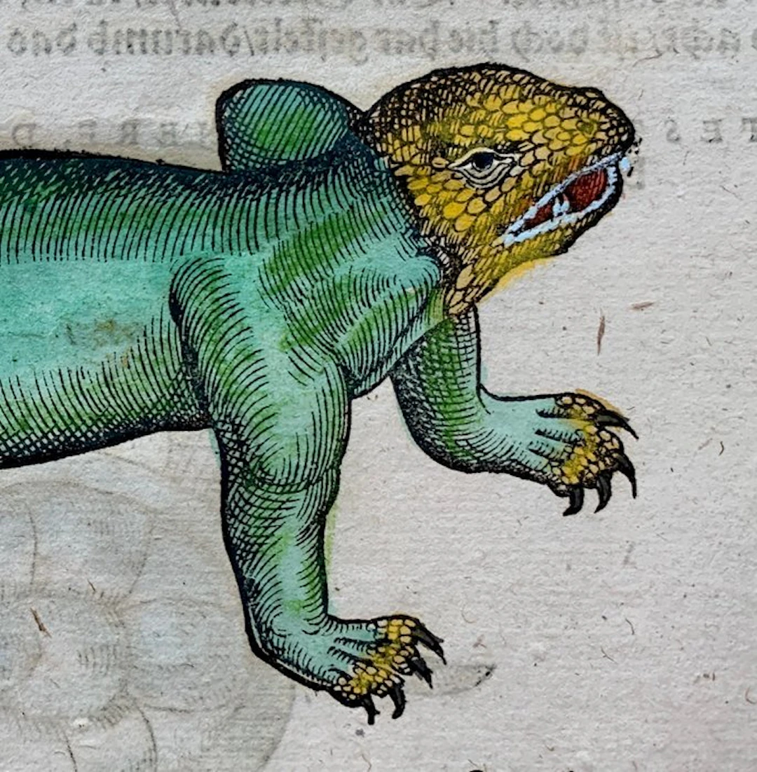 Conrad Gesner - Nomenclator aquatilium animantium - 1560