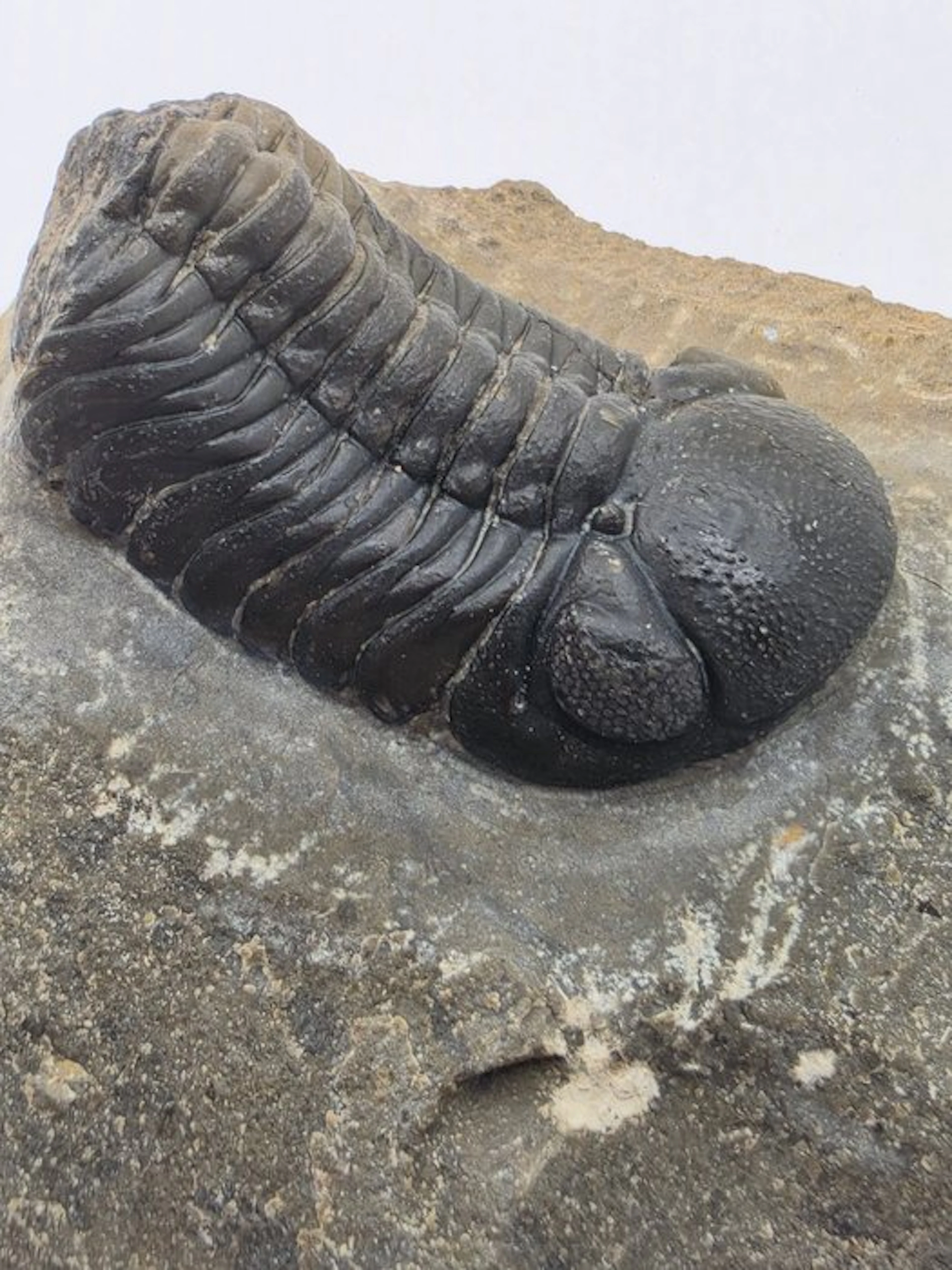 Trilobite - Fossilised animal - Phacops - 8 cm (No reserve price)