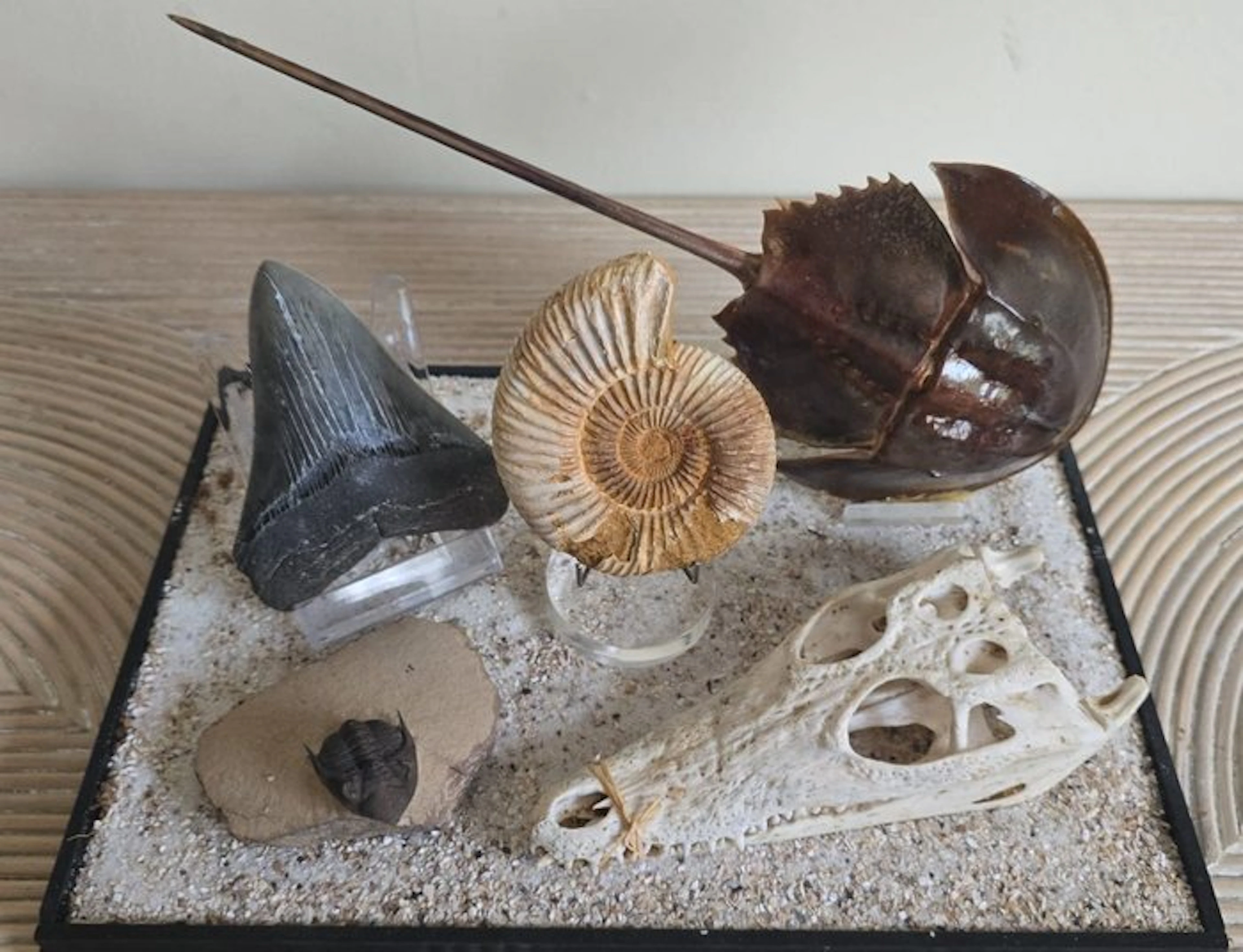 Animal themed collection - Natural History Collection / Cabinet of Curiosities
