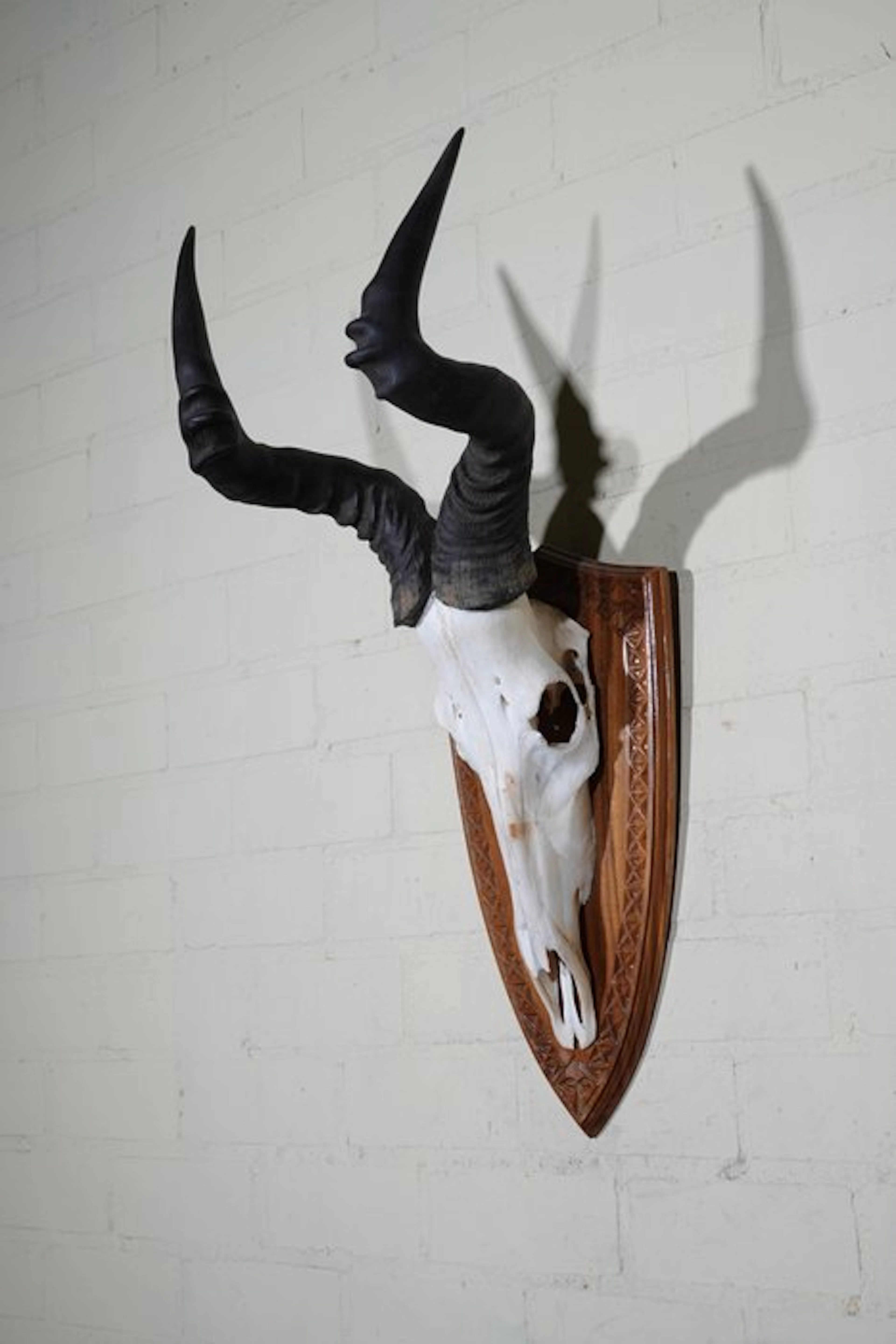 Hartebeest skull Skull - Alcelaphus buselaphus - 35 cm...