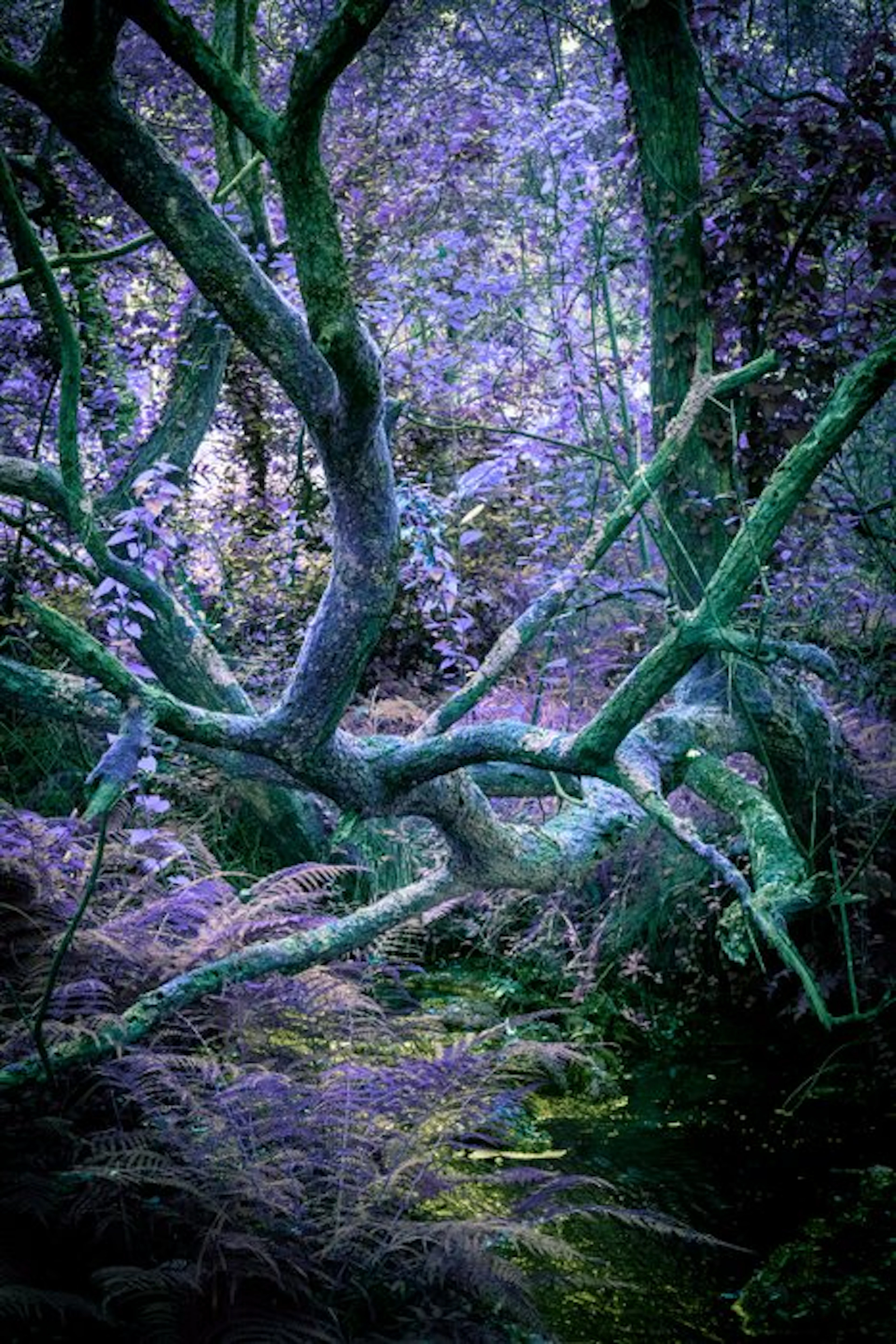 Susana Galbis (XX) - Purple Jungle