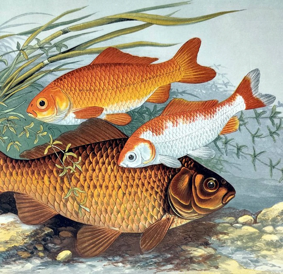 William Houghton and illustrated by Alexander Francis...