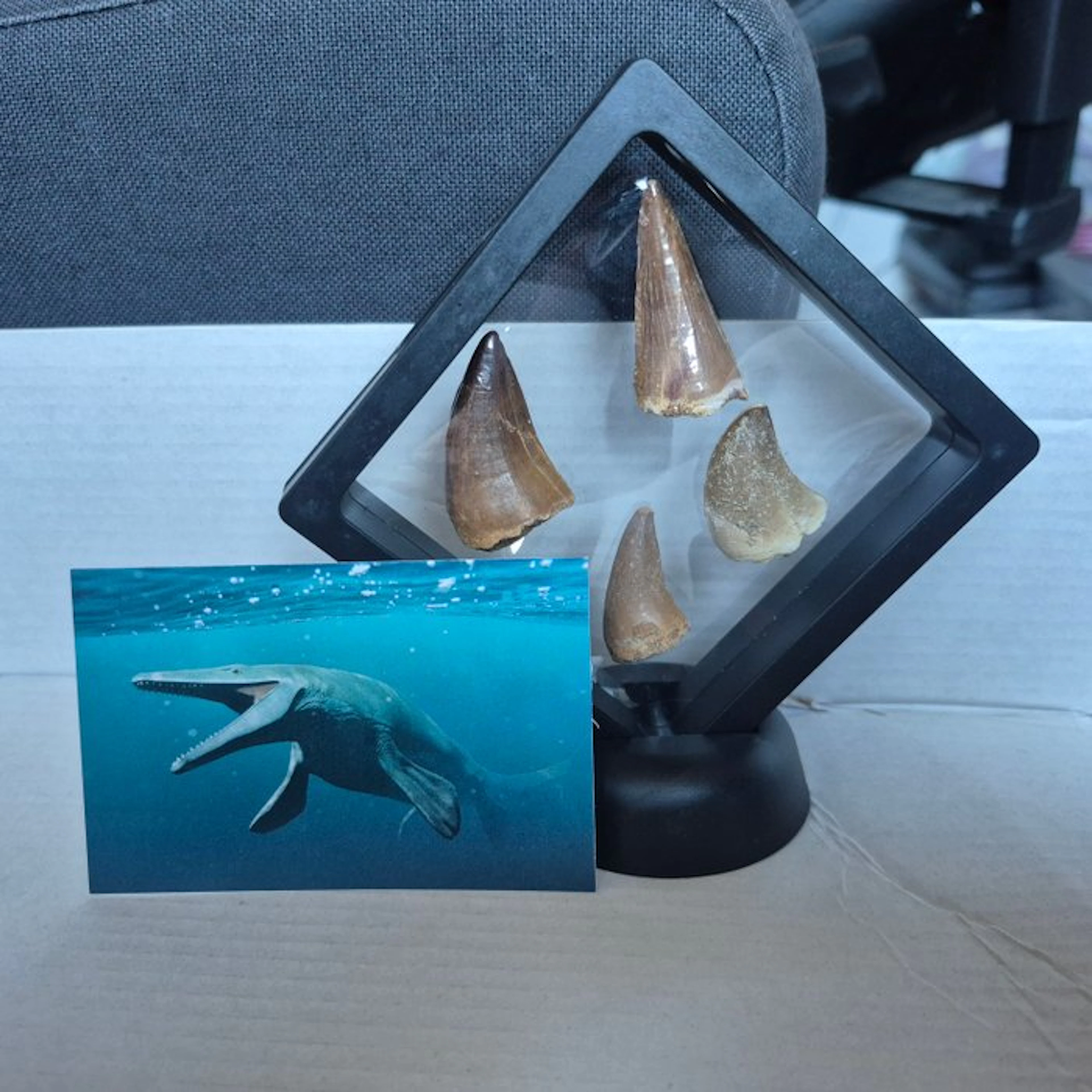 Dinosaur - Fossil tooth - 11 cm - 5 cm (No reserve price)