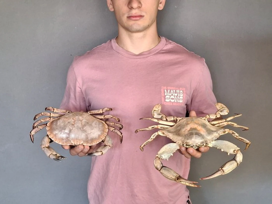 Crab Taxidermy full body mount - Callinectes sapidus...
