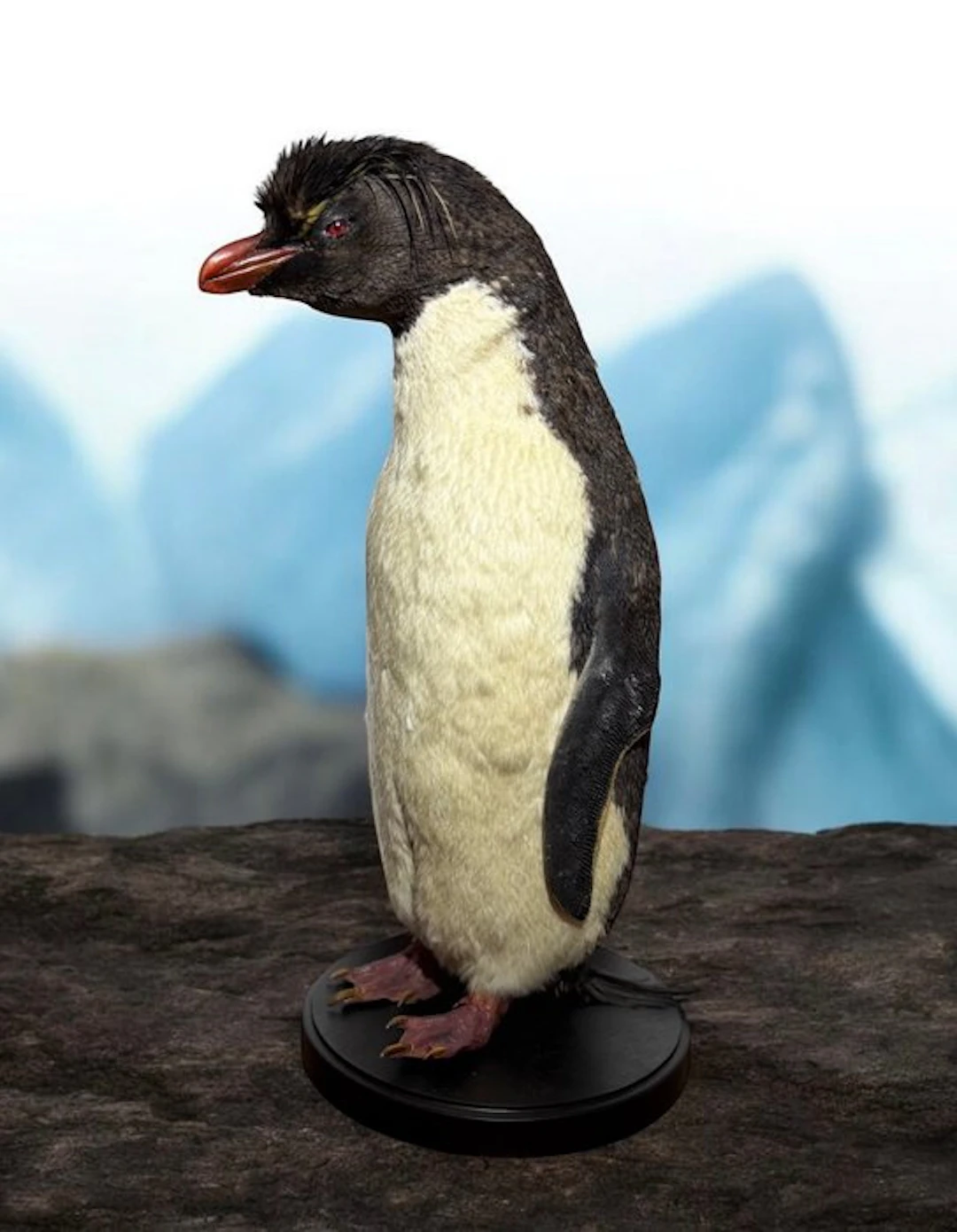 Penguin Taxidermy full body mount - Eudyptes - 44 cm - 16...