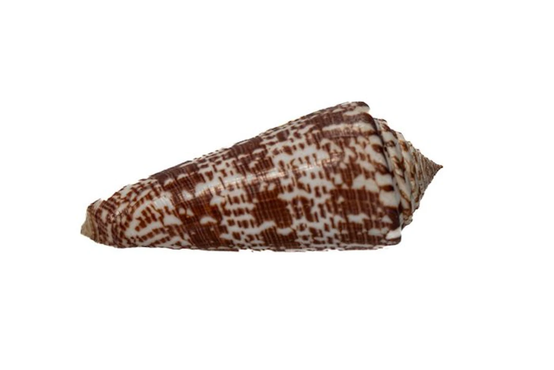 Conus thomae 80mm ┼ Spectacular giant rarity (XXL cabinet...