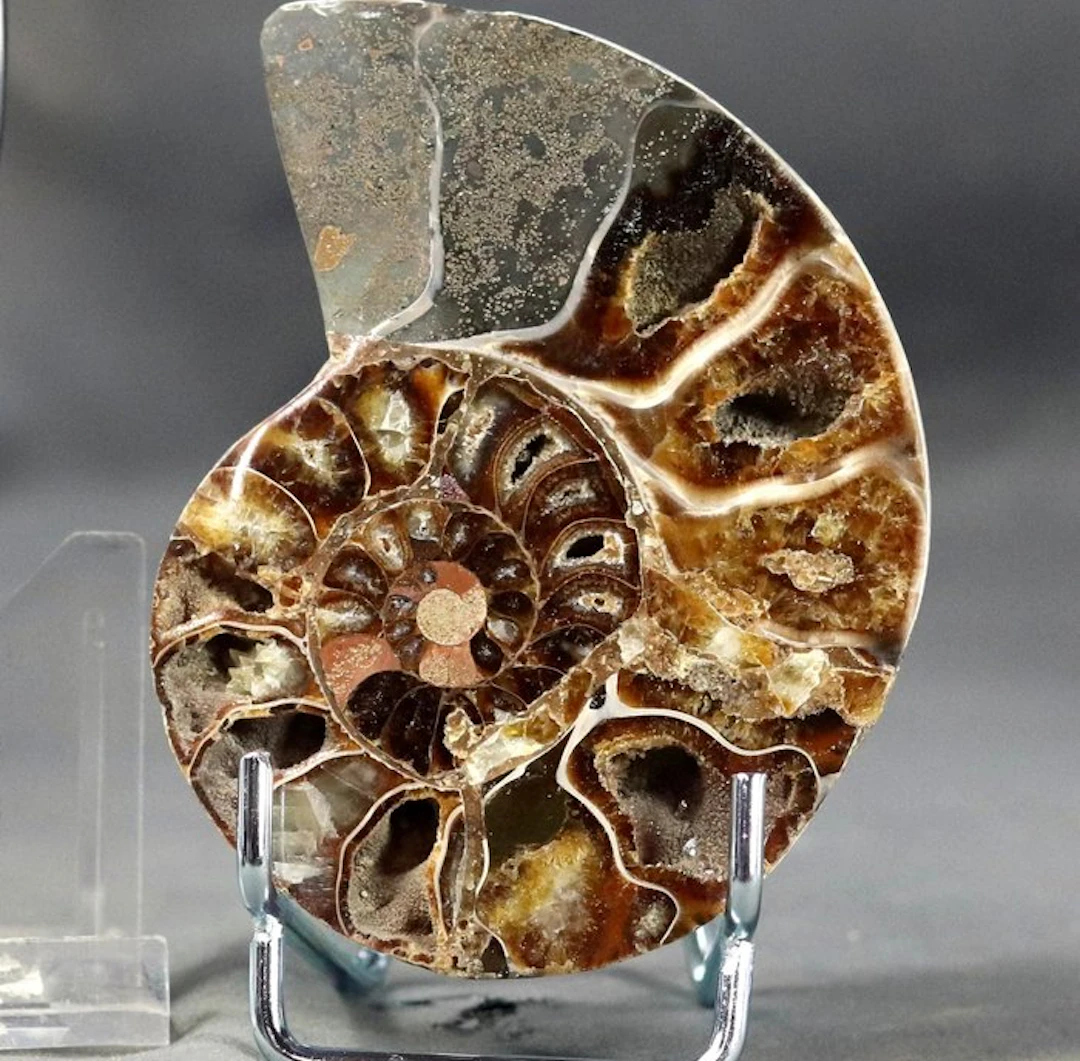 Finest decorative ammonite slice - On stand - Fossilised...