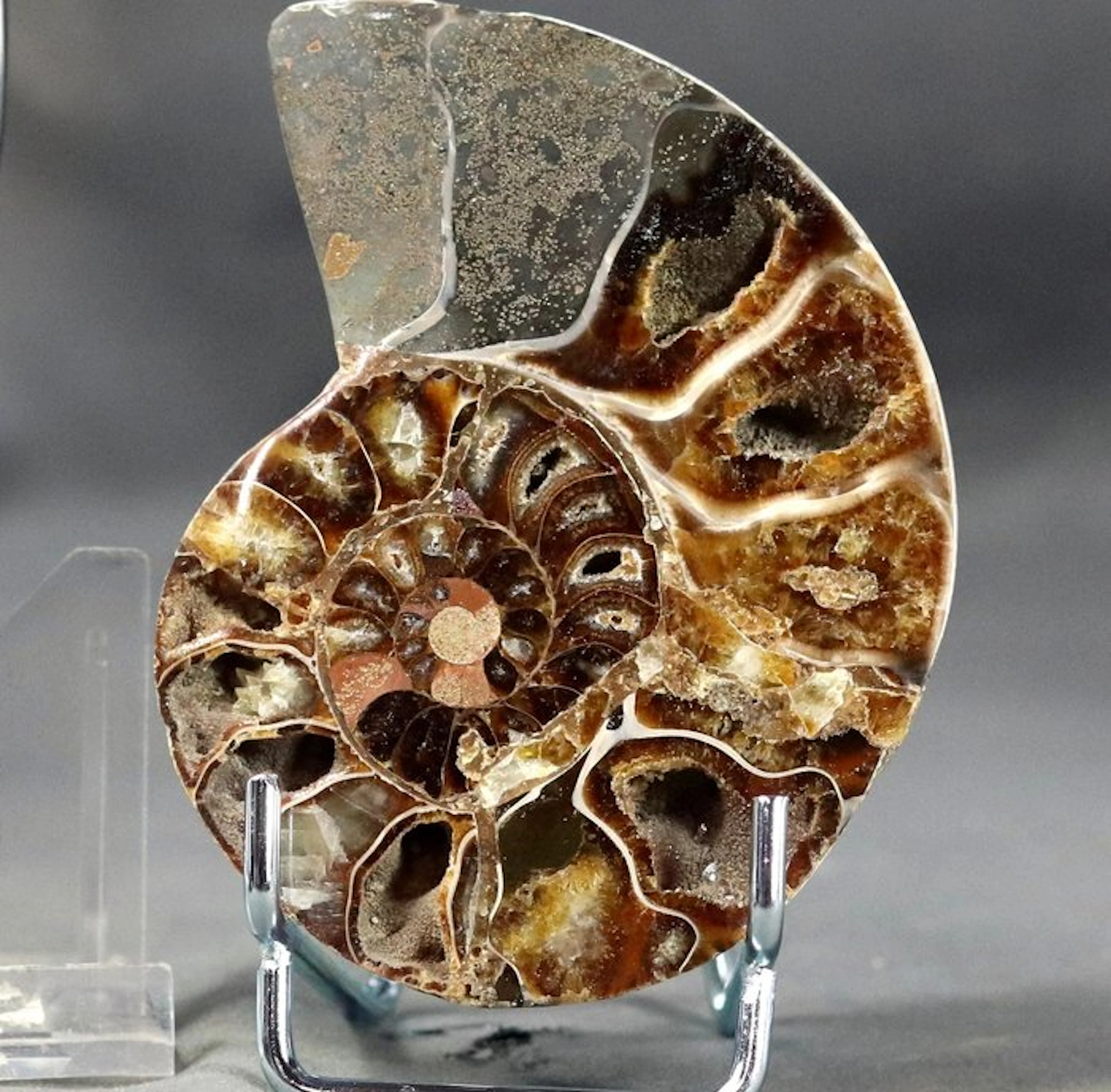 Finest decorative ammonite slice - On stand - Fossilised...