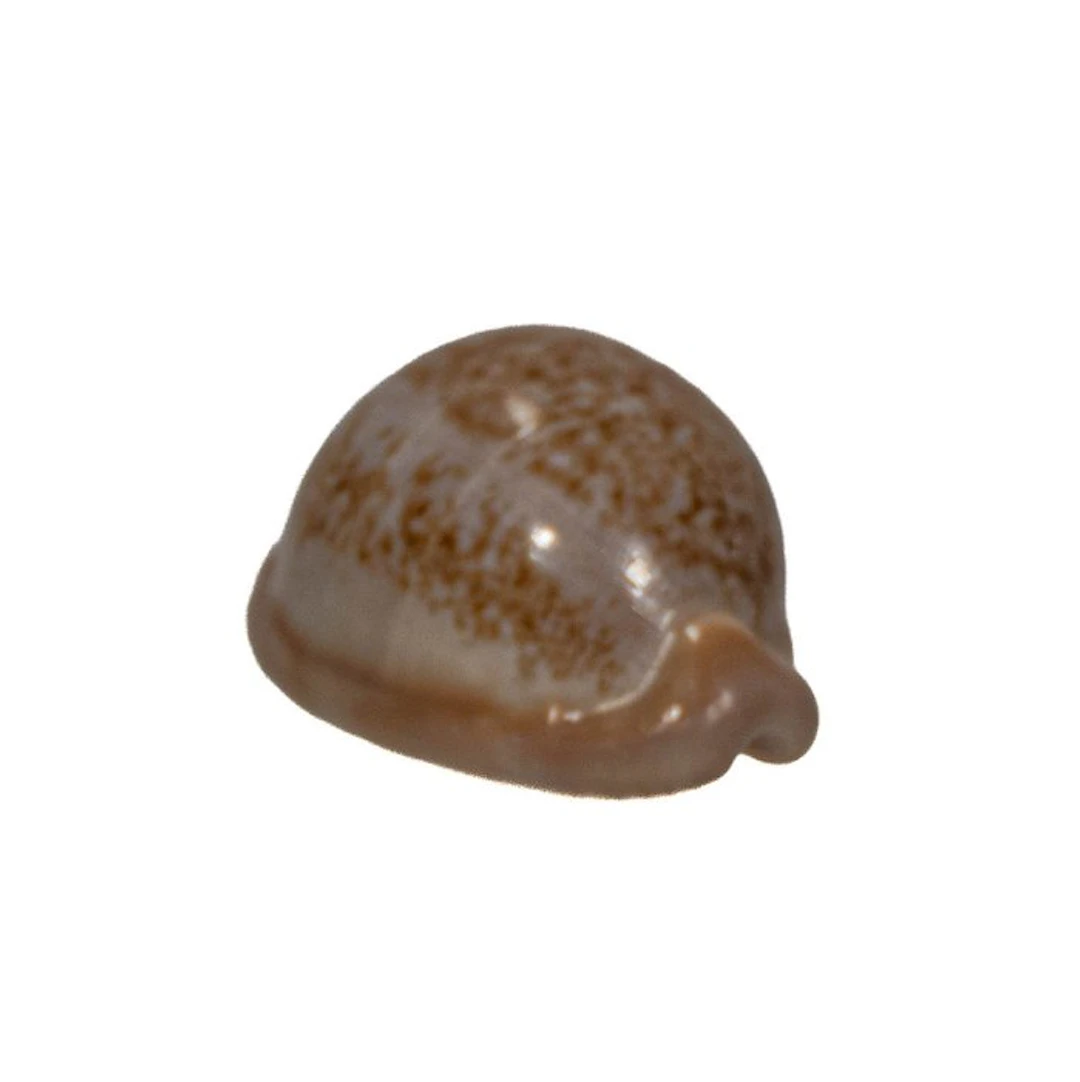 Red-brown South Africa cowrie: Cypraea fuscorubra (37 mm)...